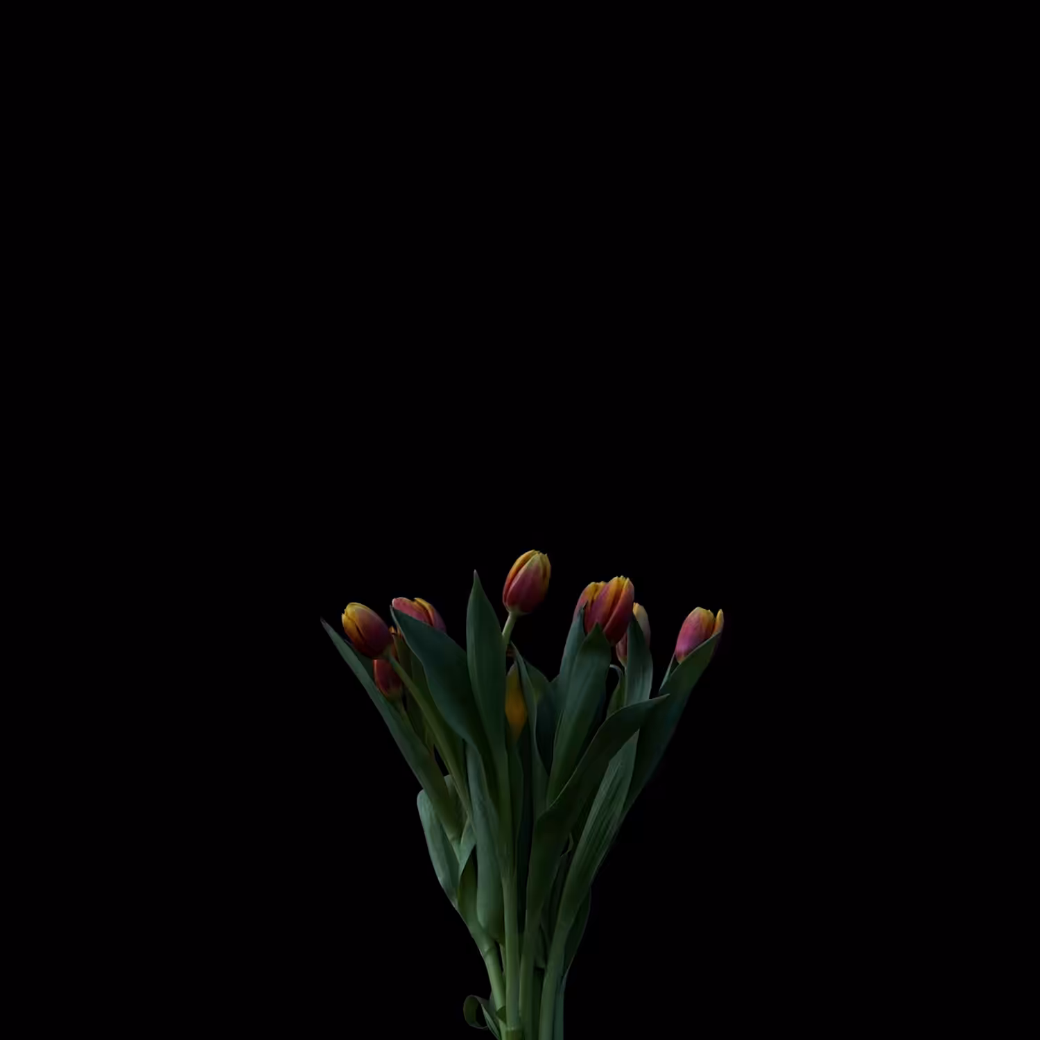 Tulip Burst 