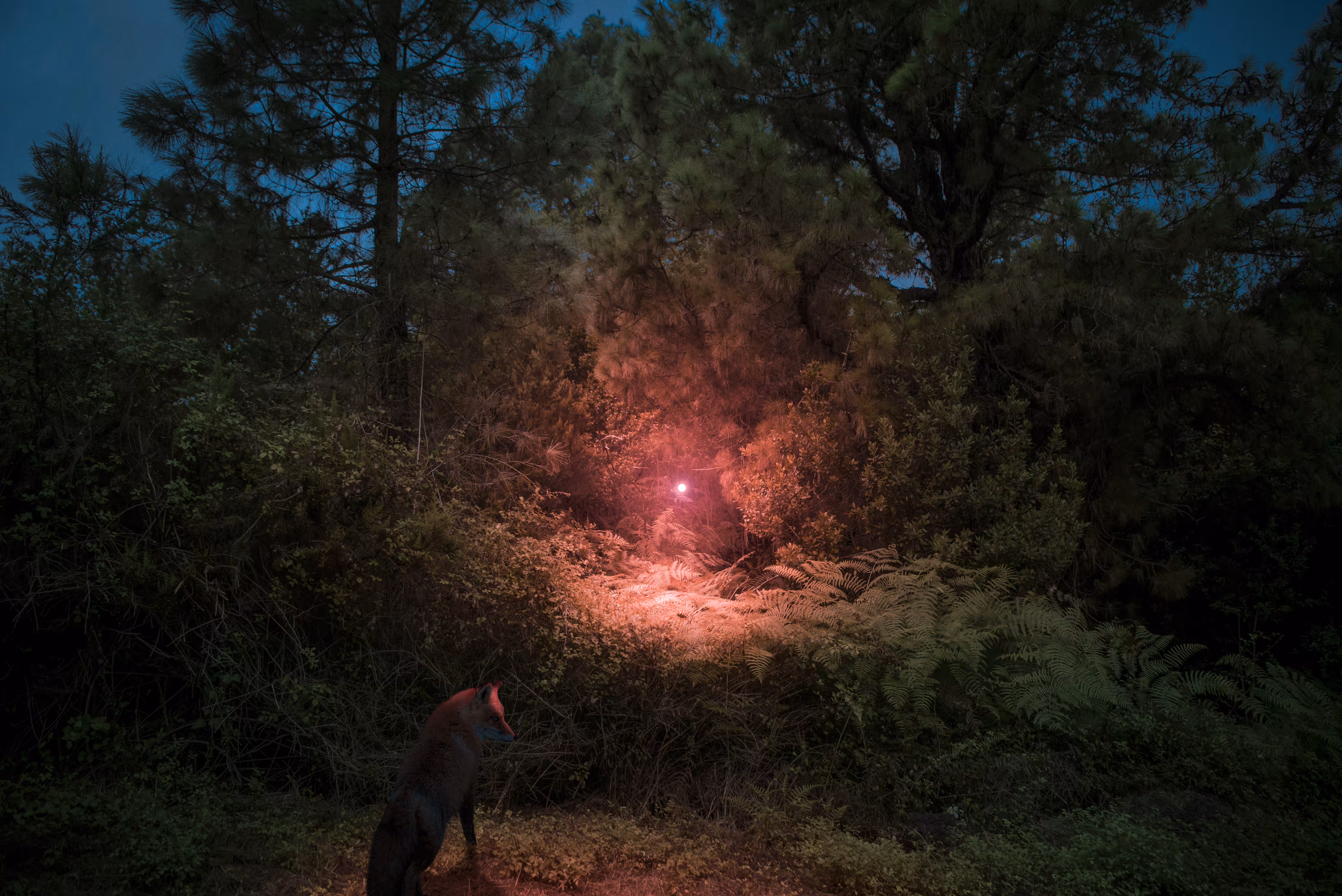 Luminescent Forest