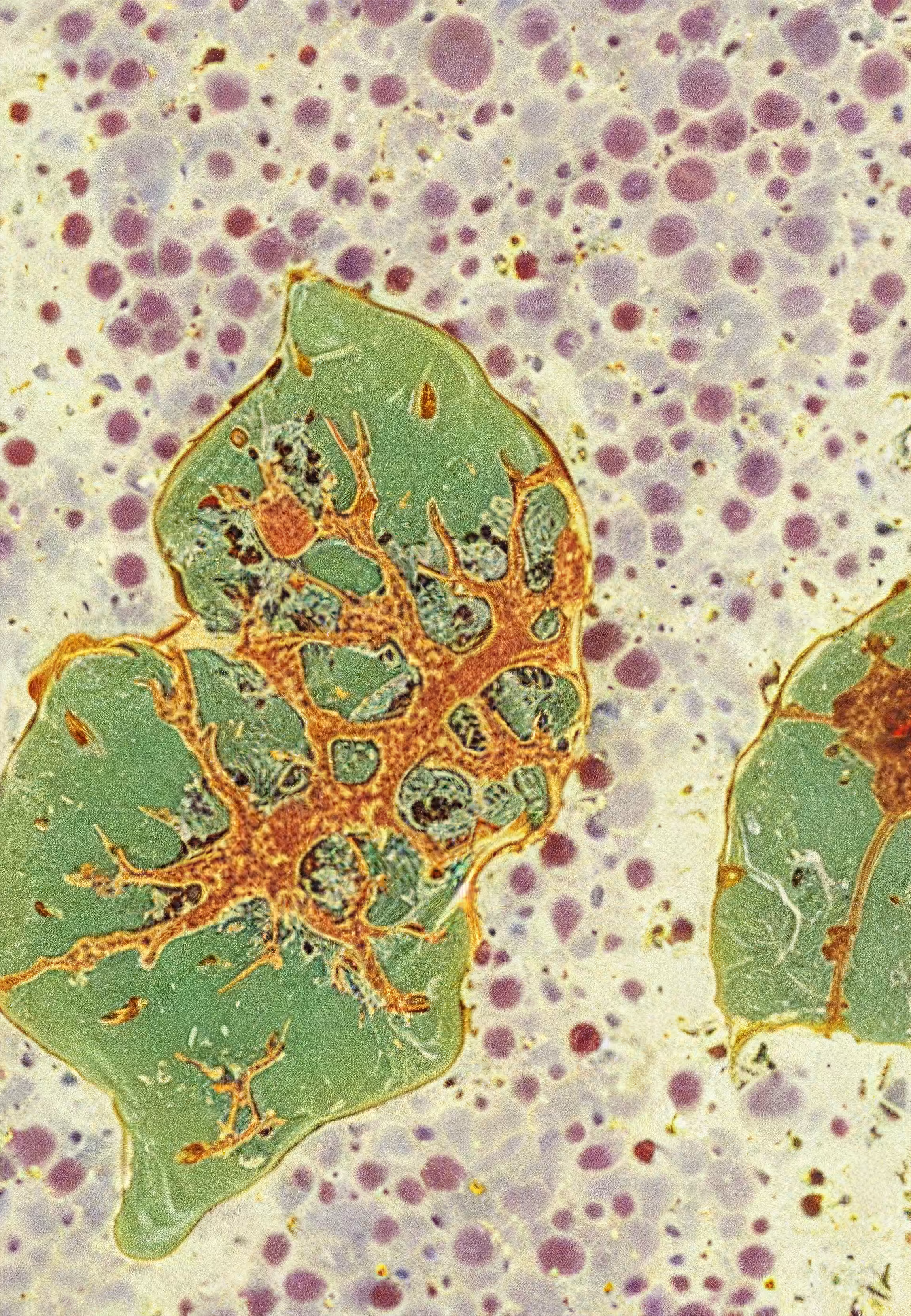 In Vivo, In Vitro, In Silico: Histologia In Silico #192