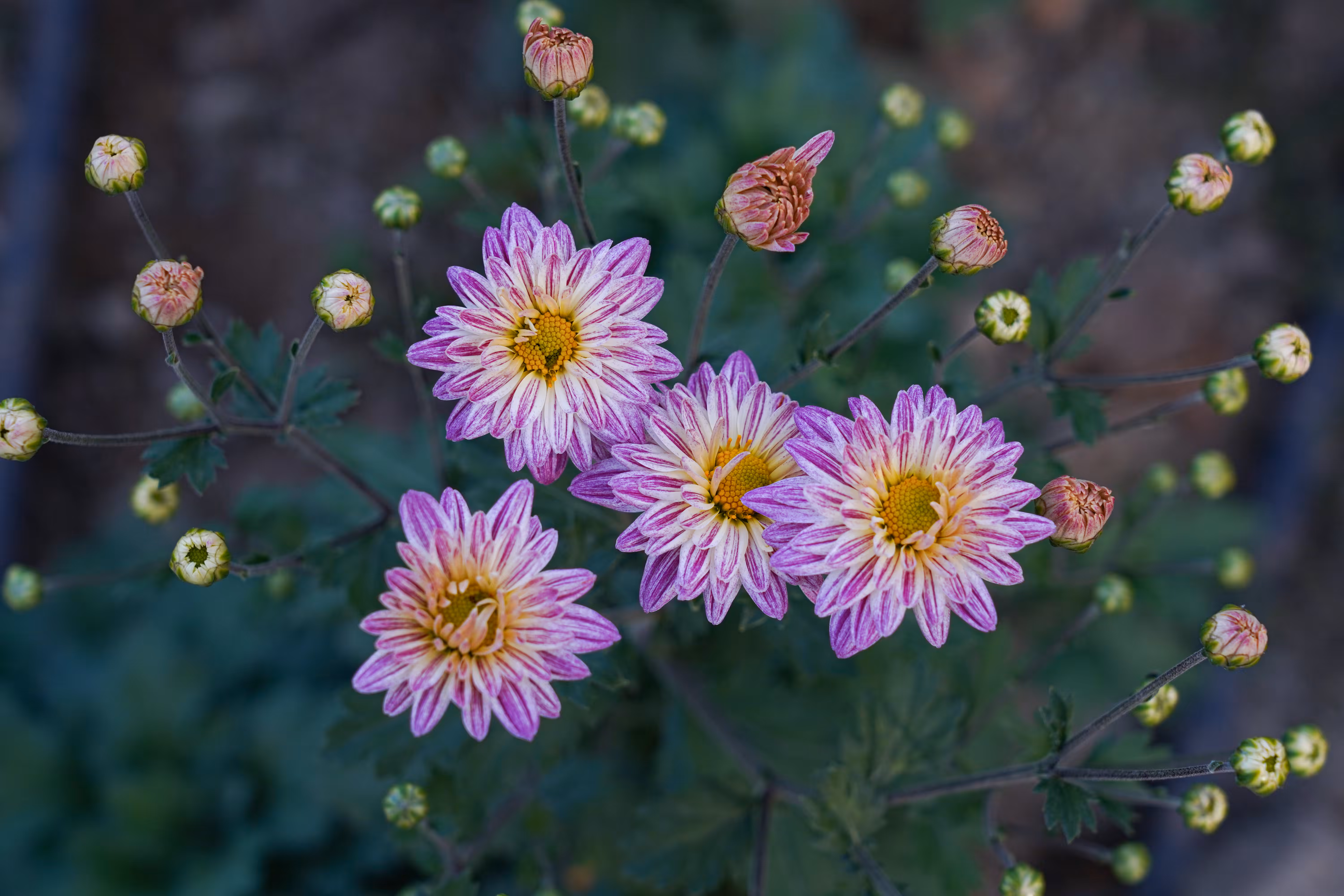 flowers: Dawn of the Chrysanthemums