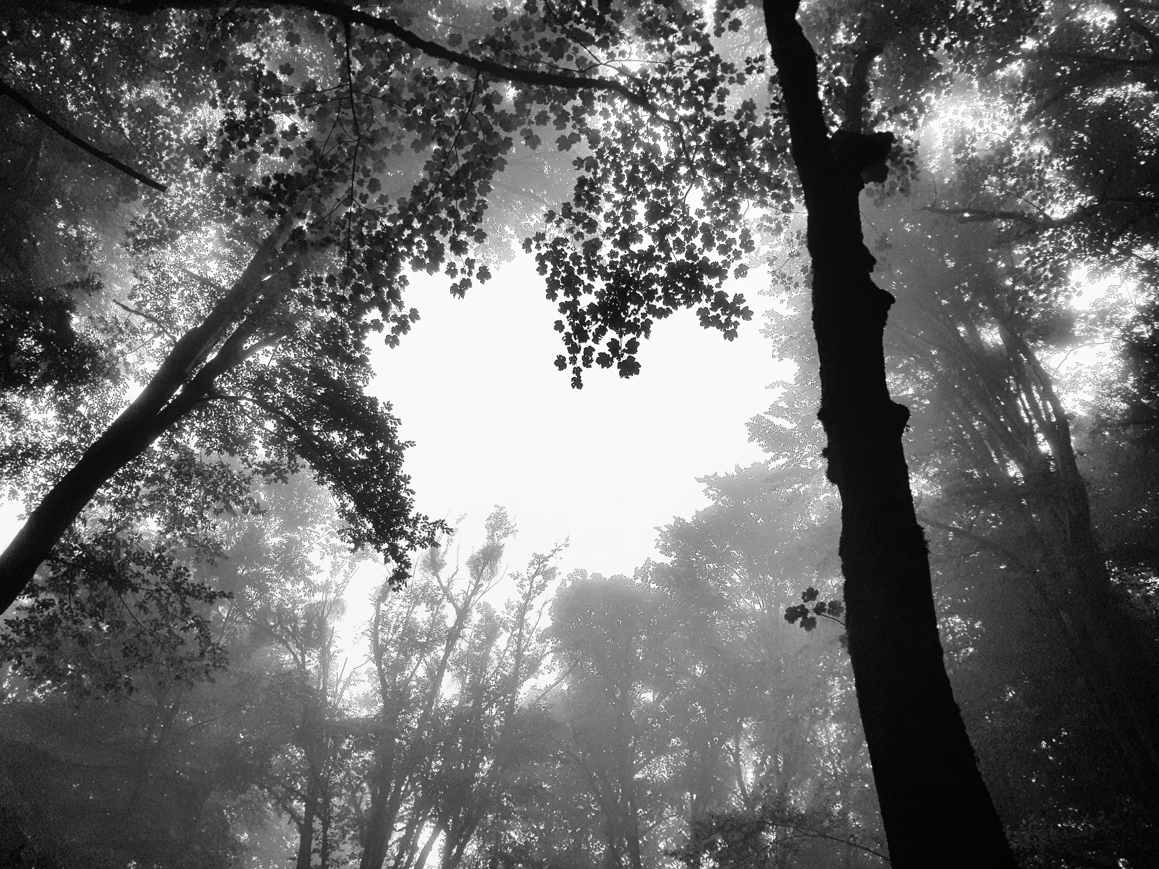 Love tree