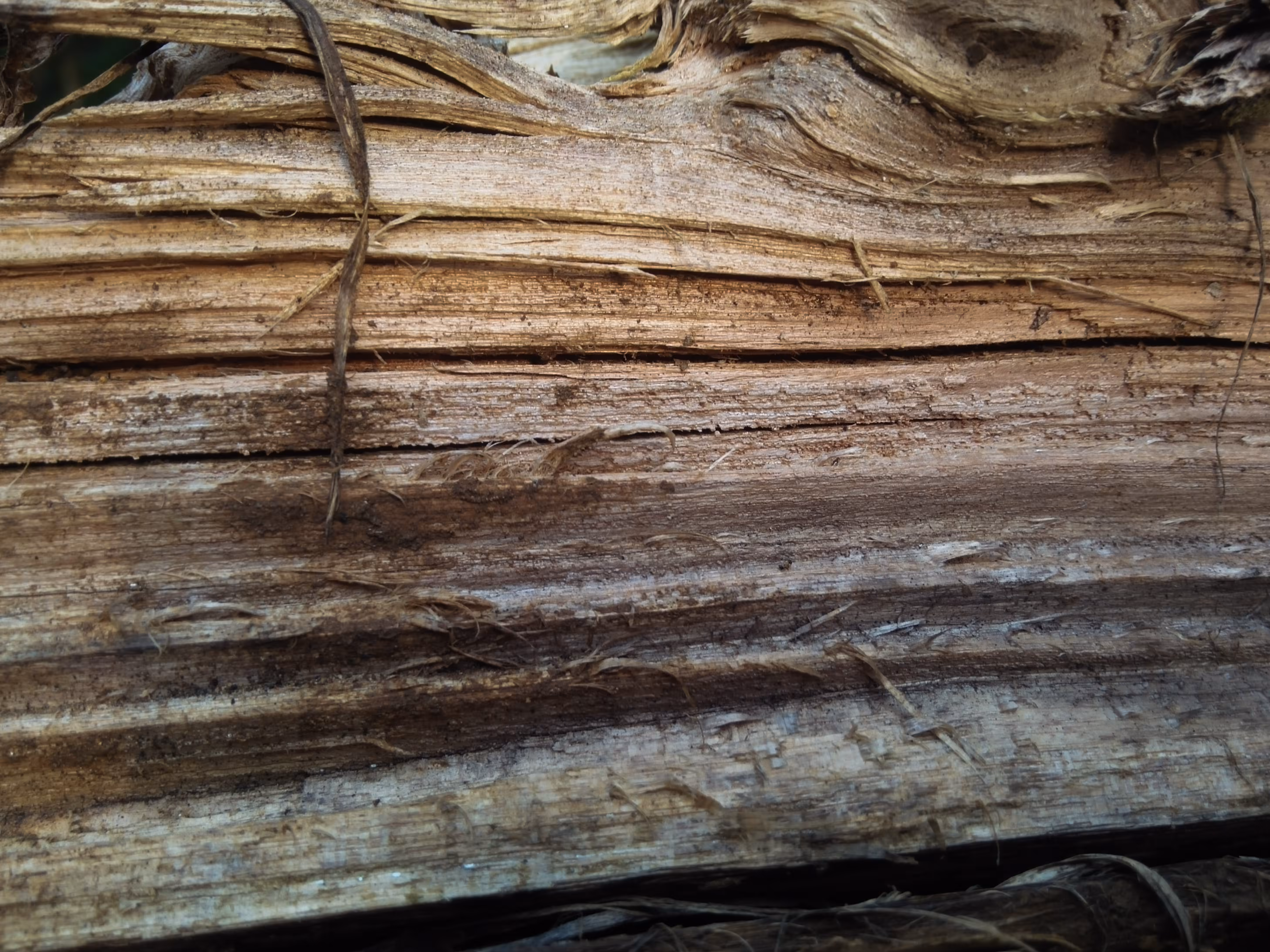 The inside of the log