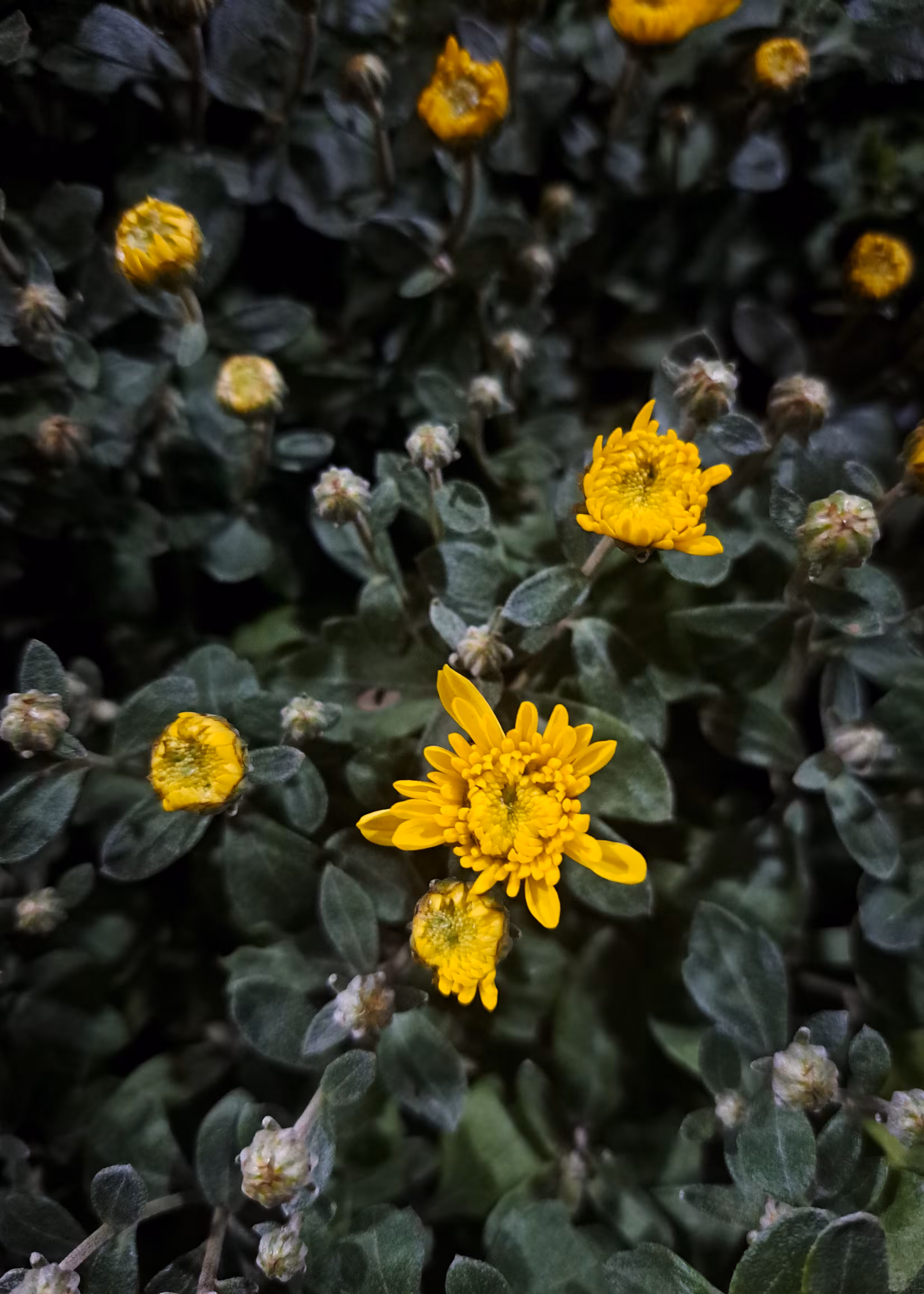 Merrylands.Photography: Merry-Photo 30