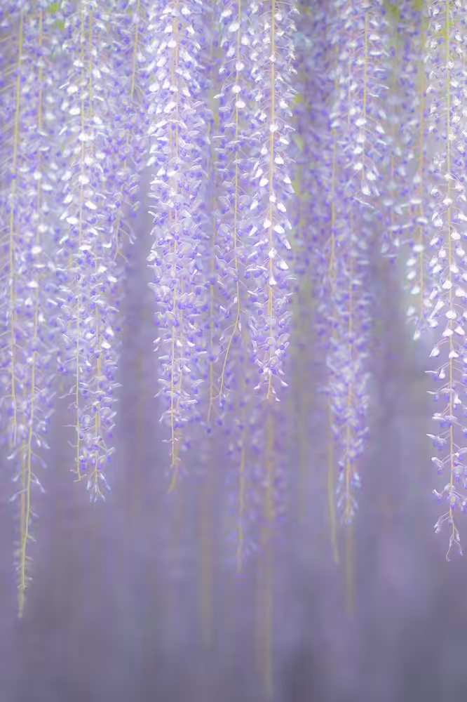Kiitsu (Wisteria No.5)