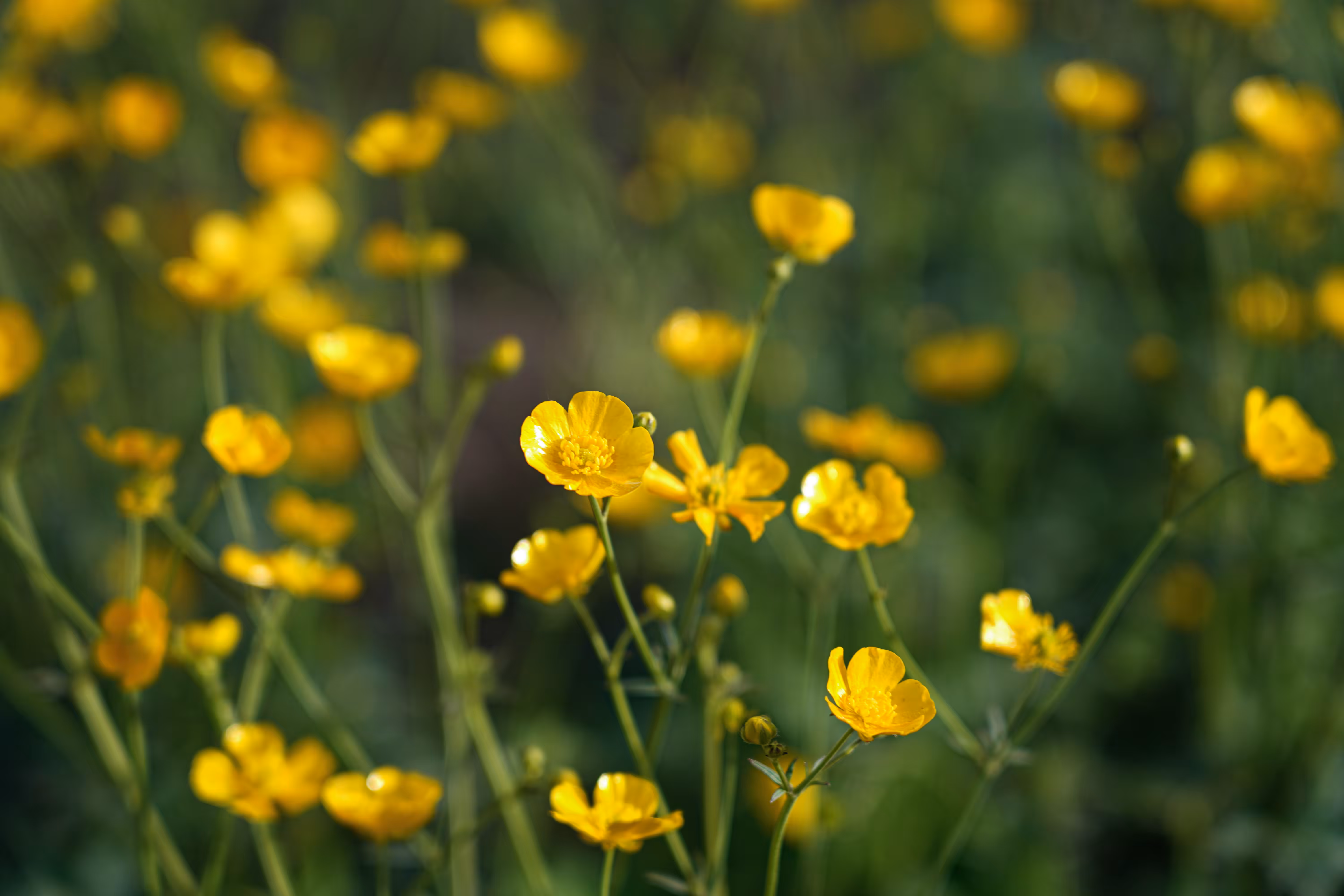 flowers: Yellow spring shirt