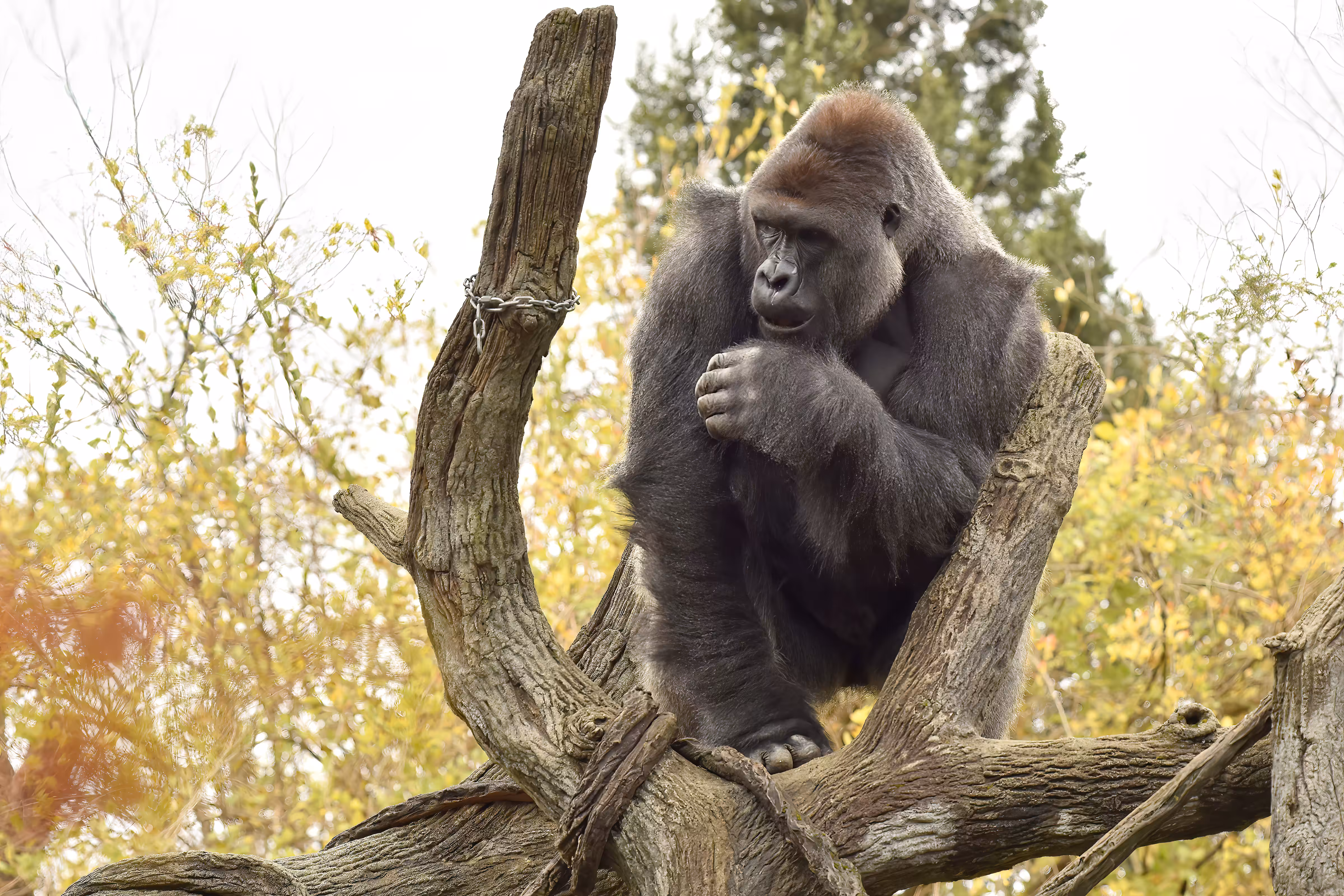 HARAMBE: LEGENDS #365