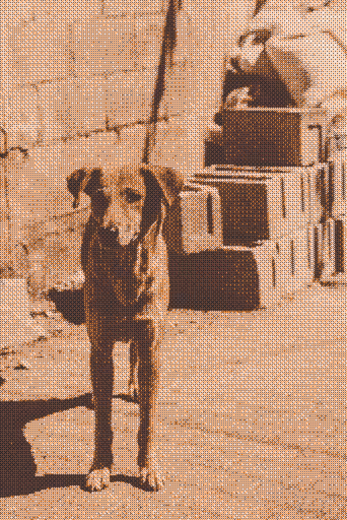 Amigo