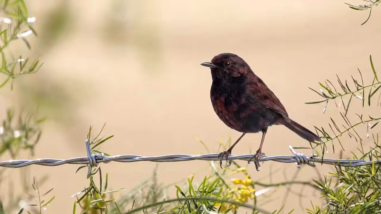 Birds Observations: Diablo, In the Tangle