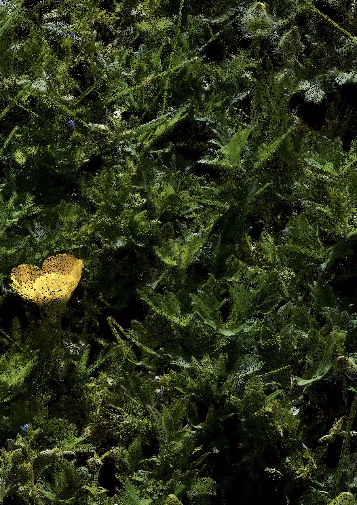 Overgrowth 0362