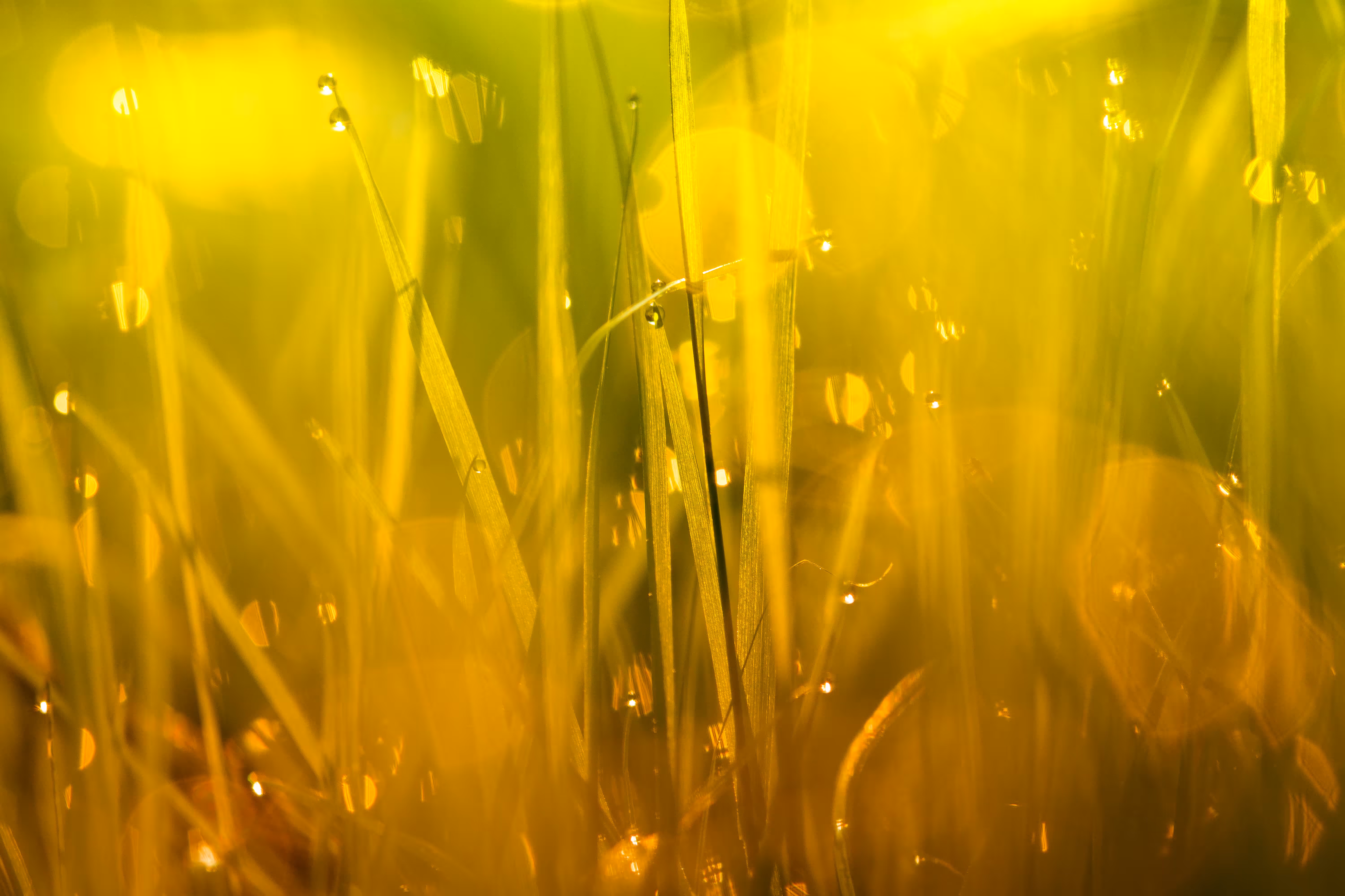 Bokeh rehab