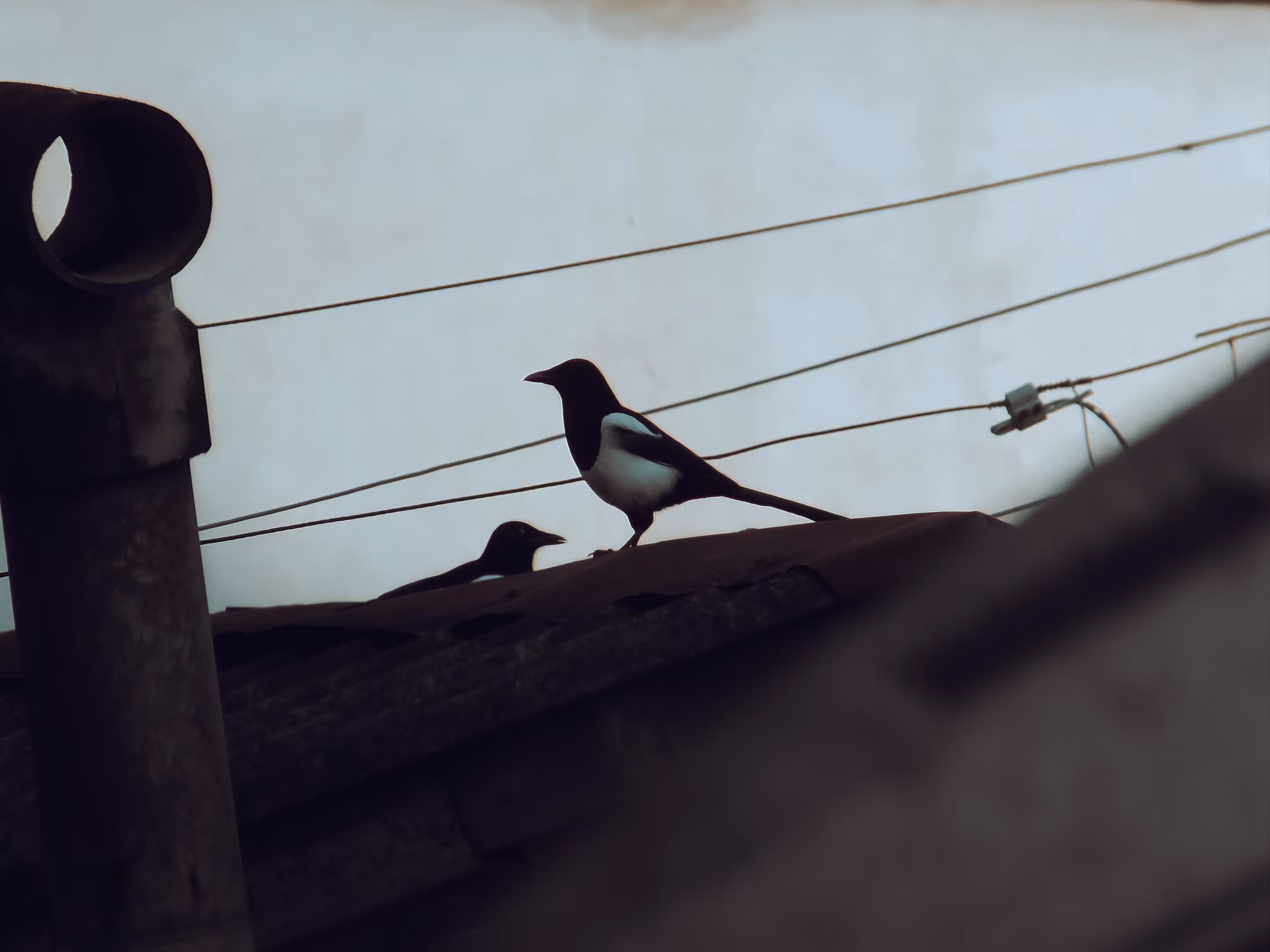 Longing #5