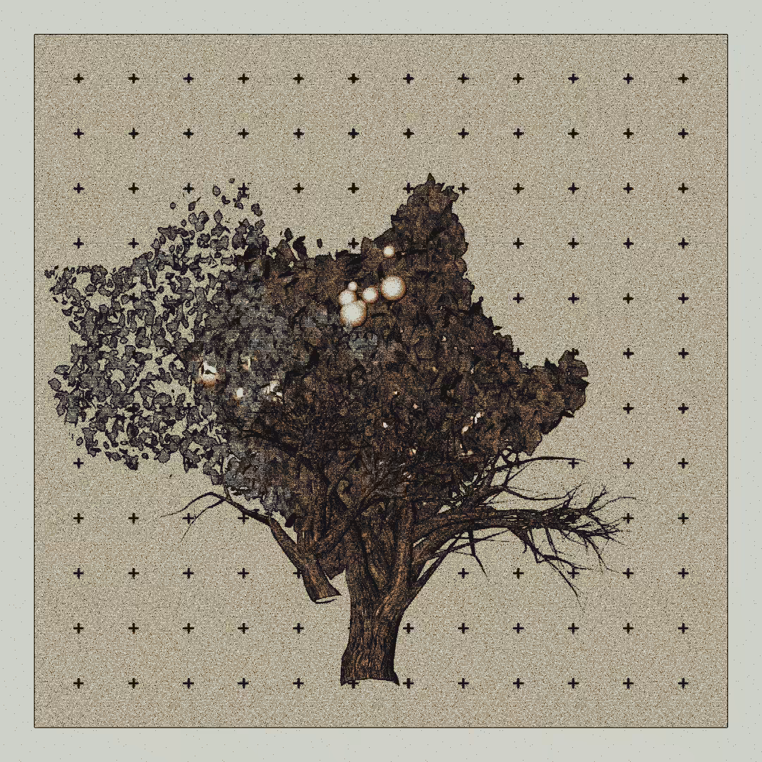 _argania[primaria] #310