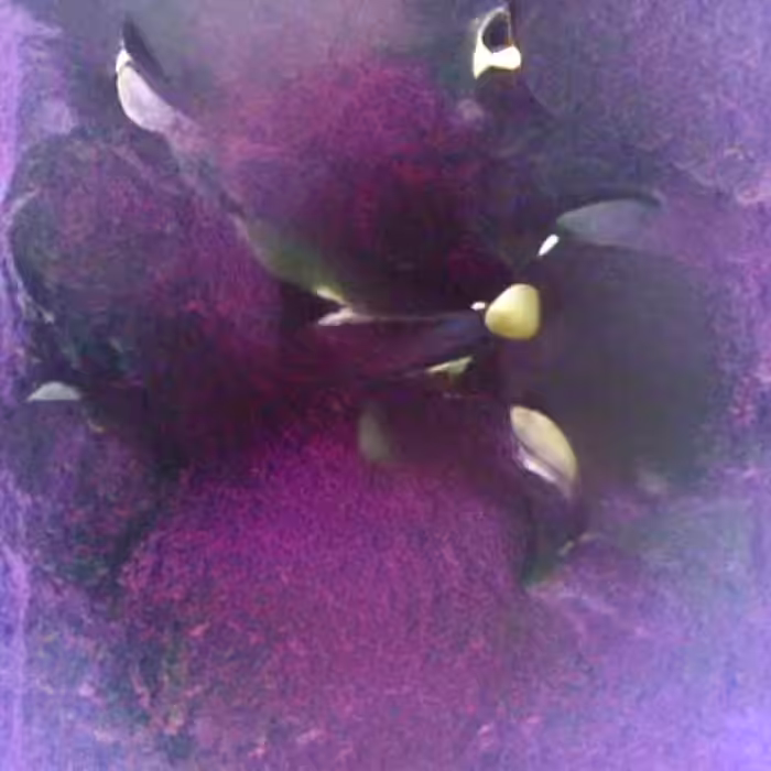 #Hictober. Day 3. Black Orchids. Generative music video