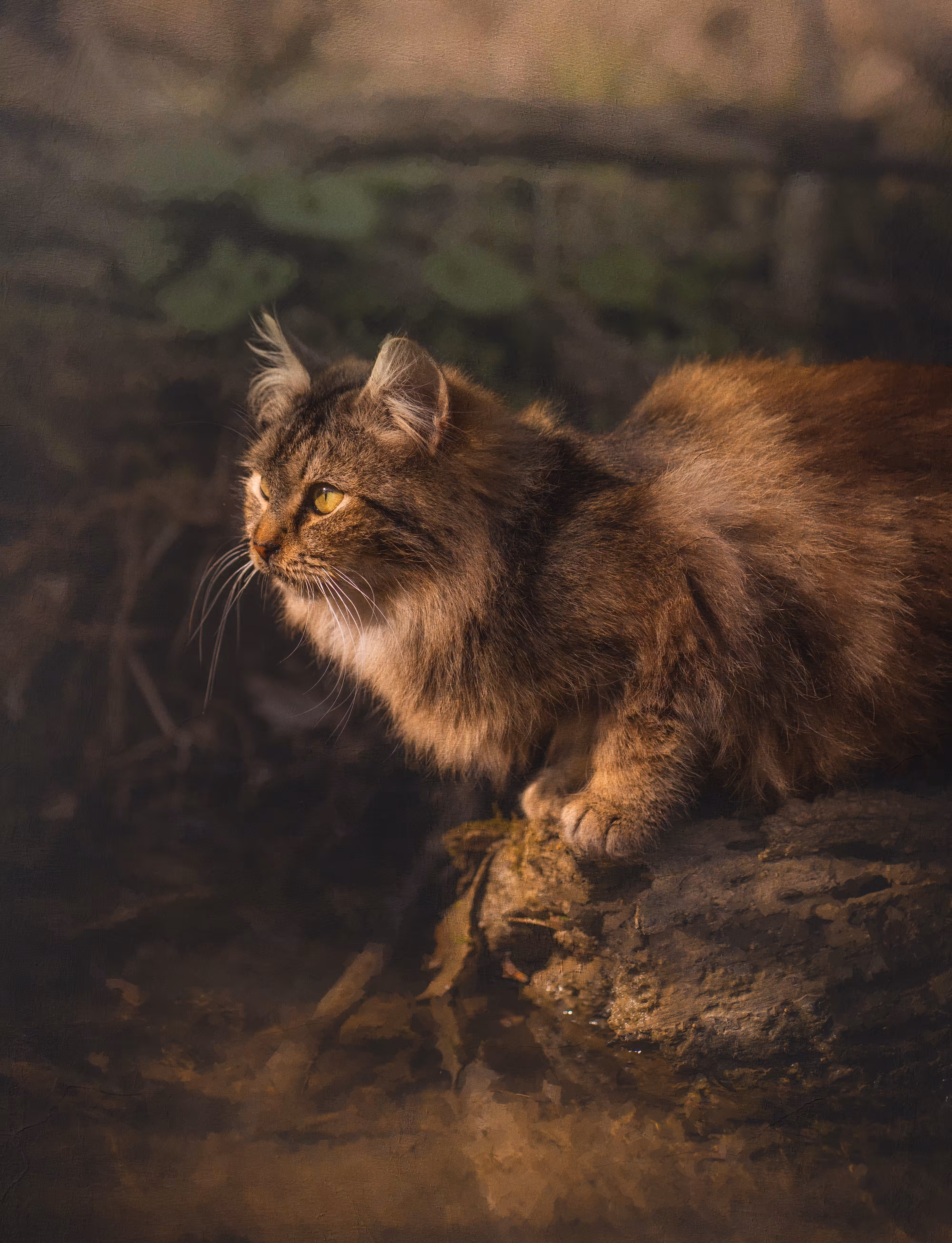 The River Where the Sun and the Tiger Meet