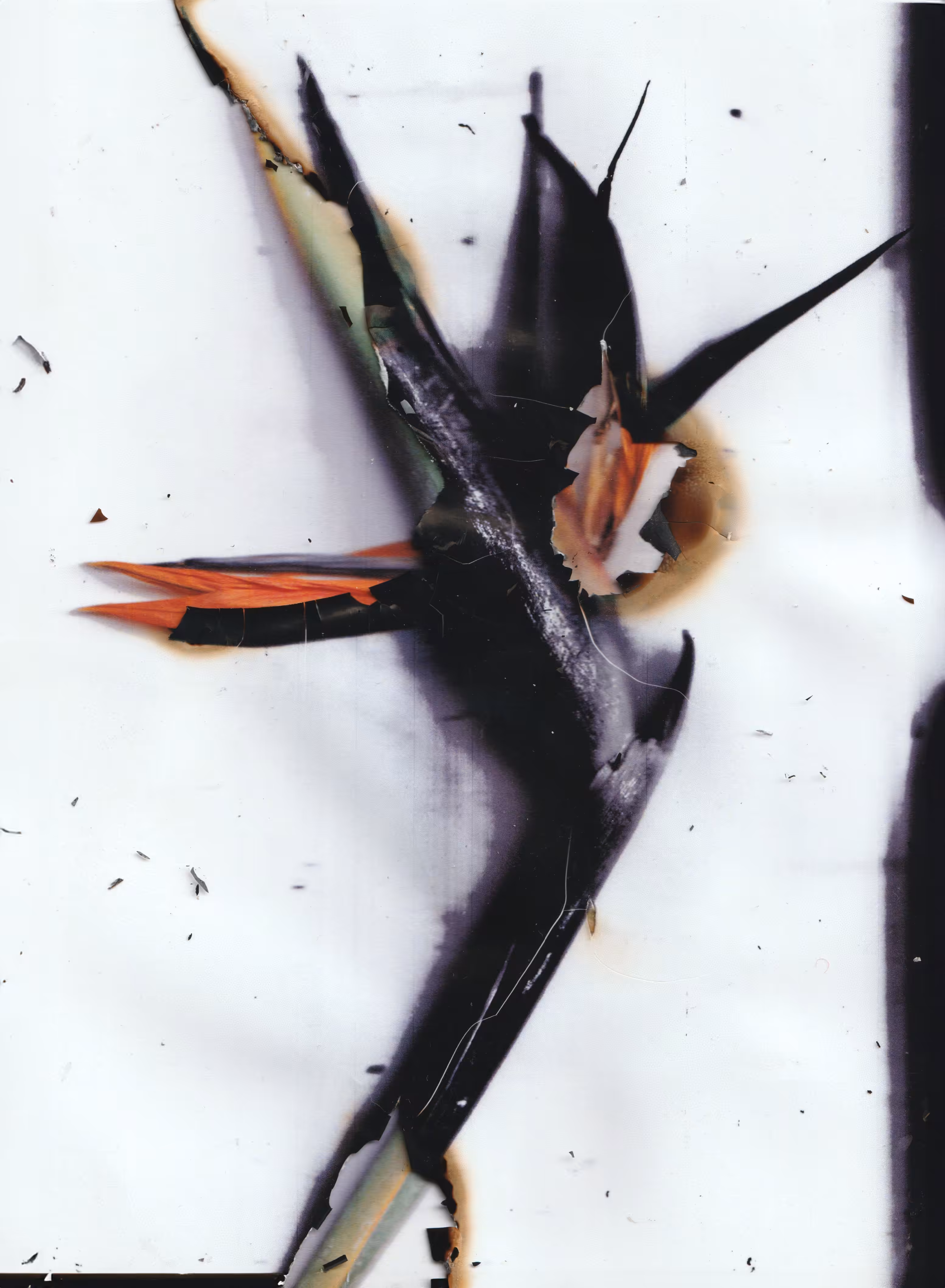 Strelitzia reginae