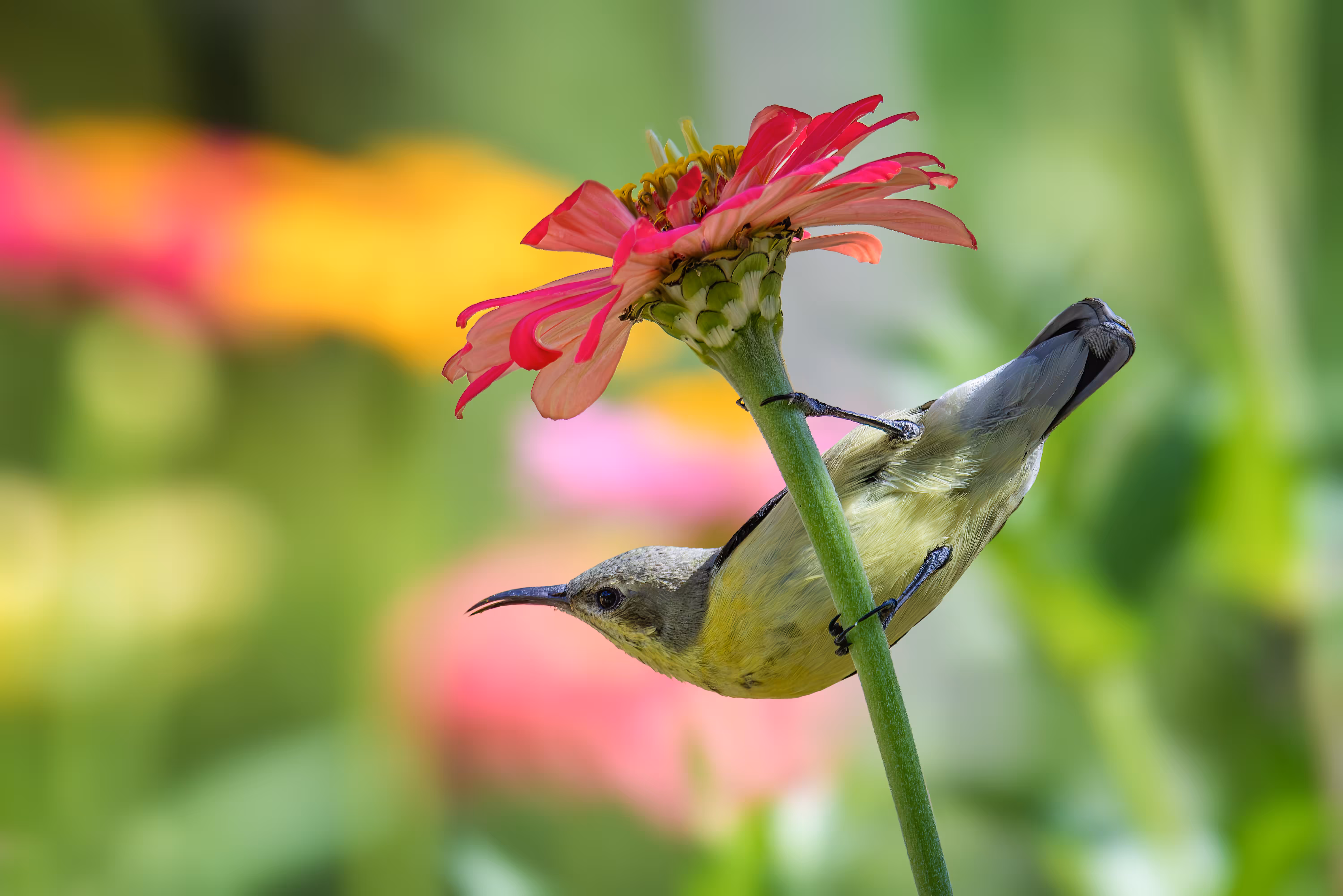 hummingbird #3