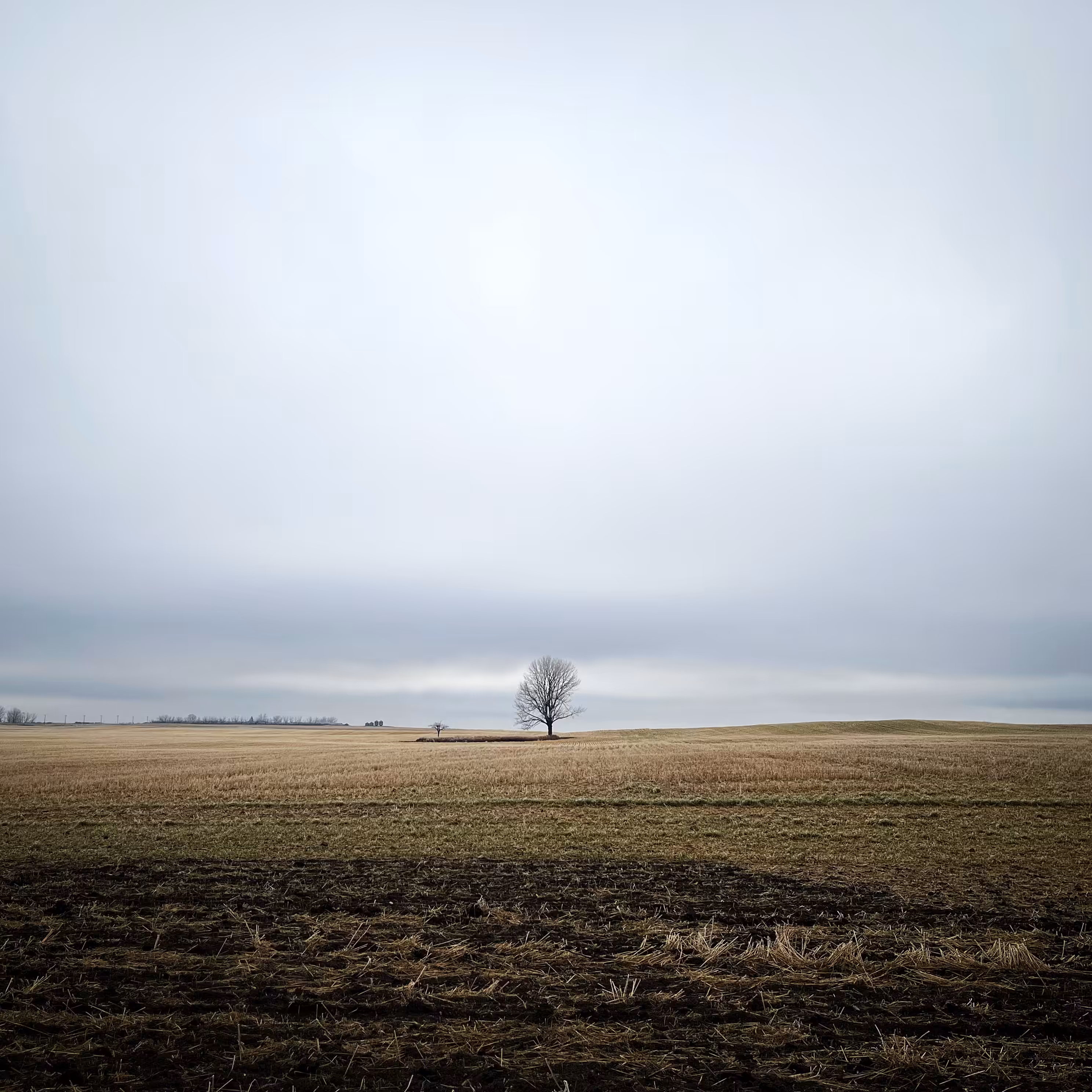 Lonely Field Tree 54