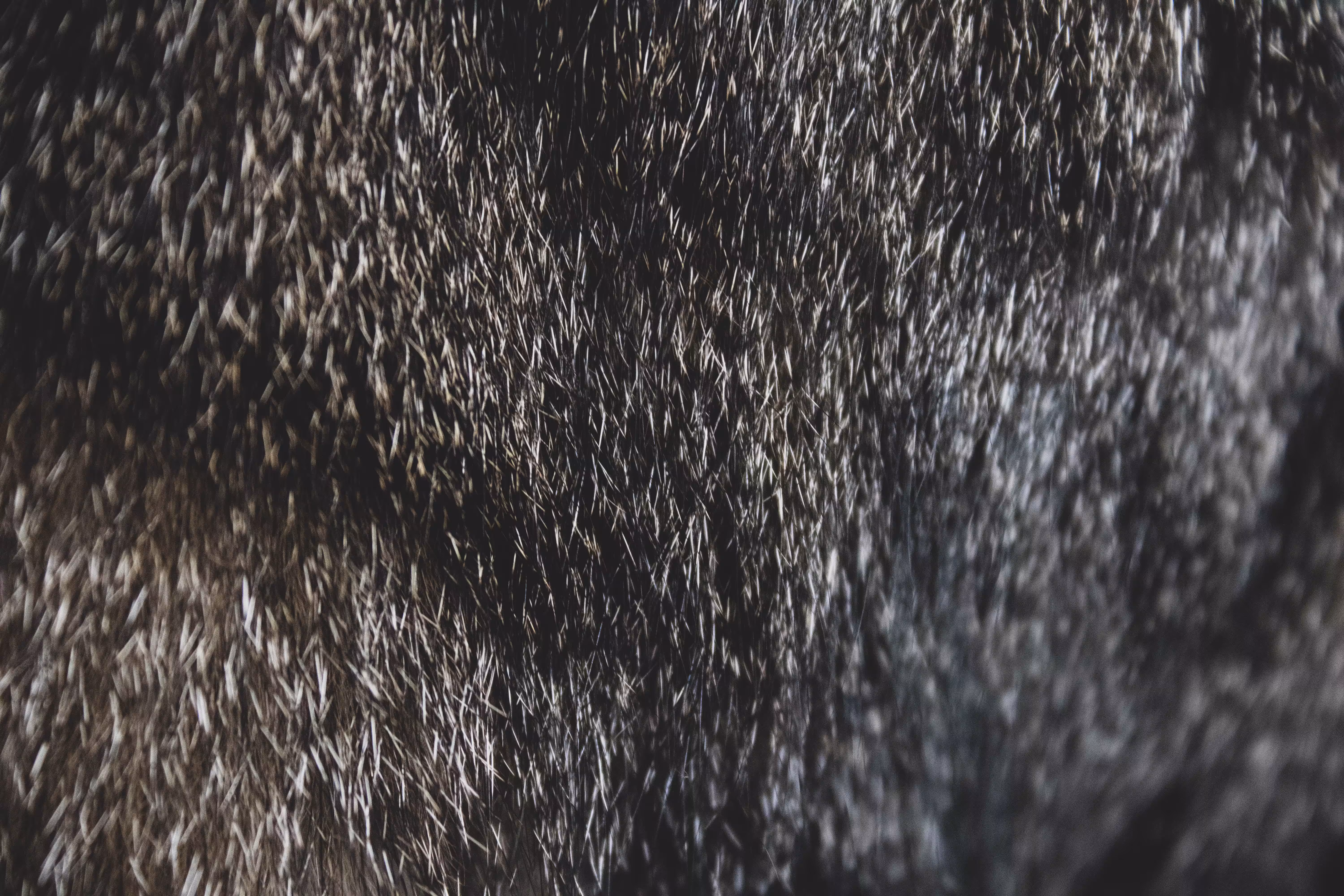 A cat's fur