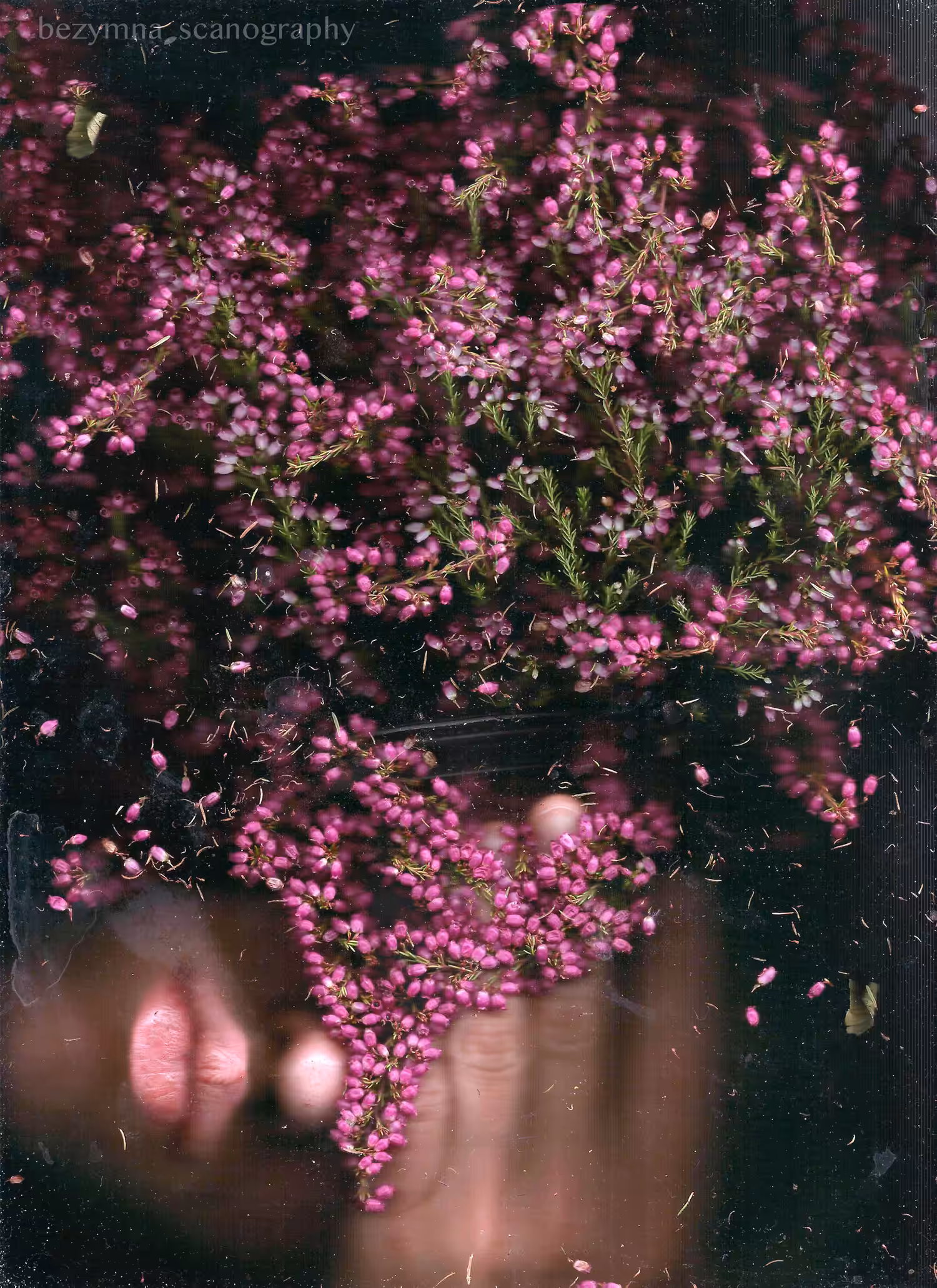Blossom inside
