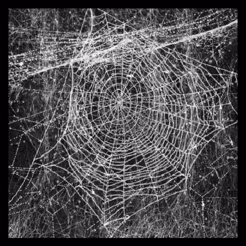 SIlk WEBS #4