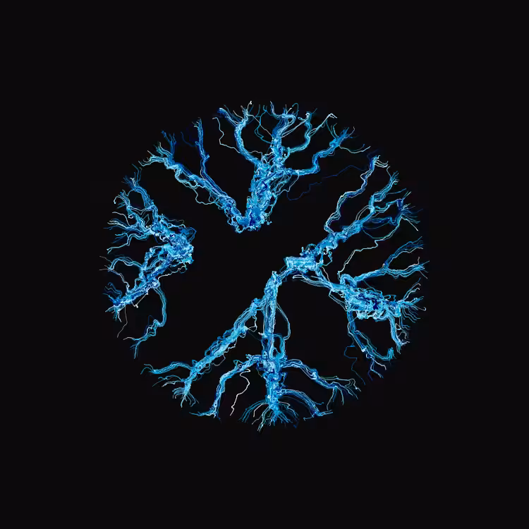 Ginseng #63