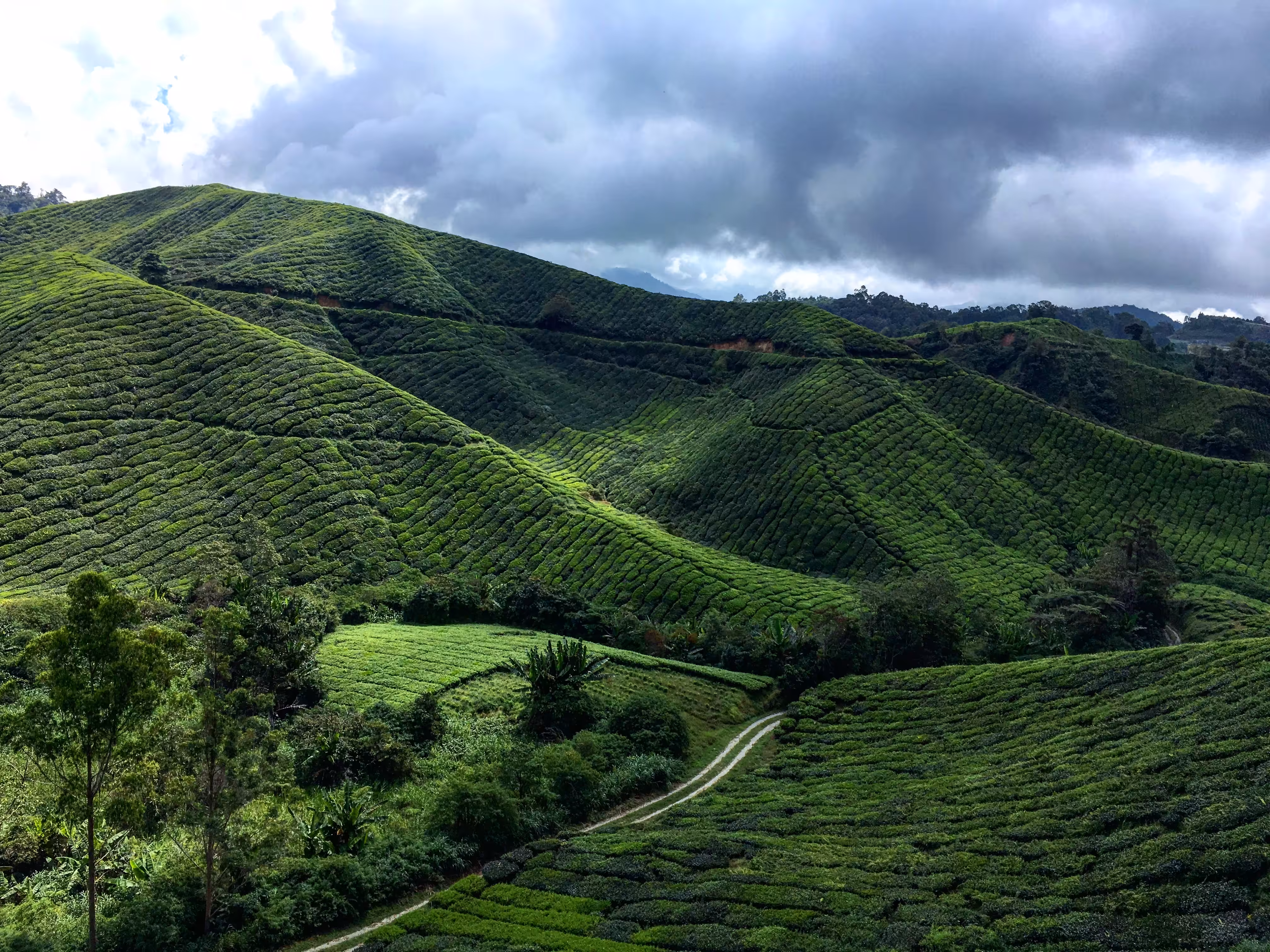 Tea Plantation