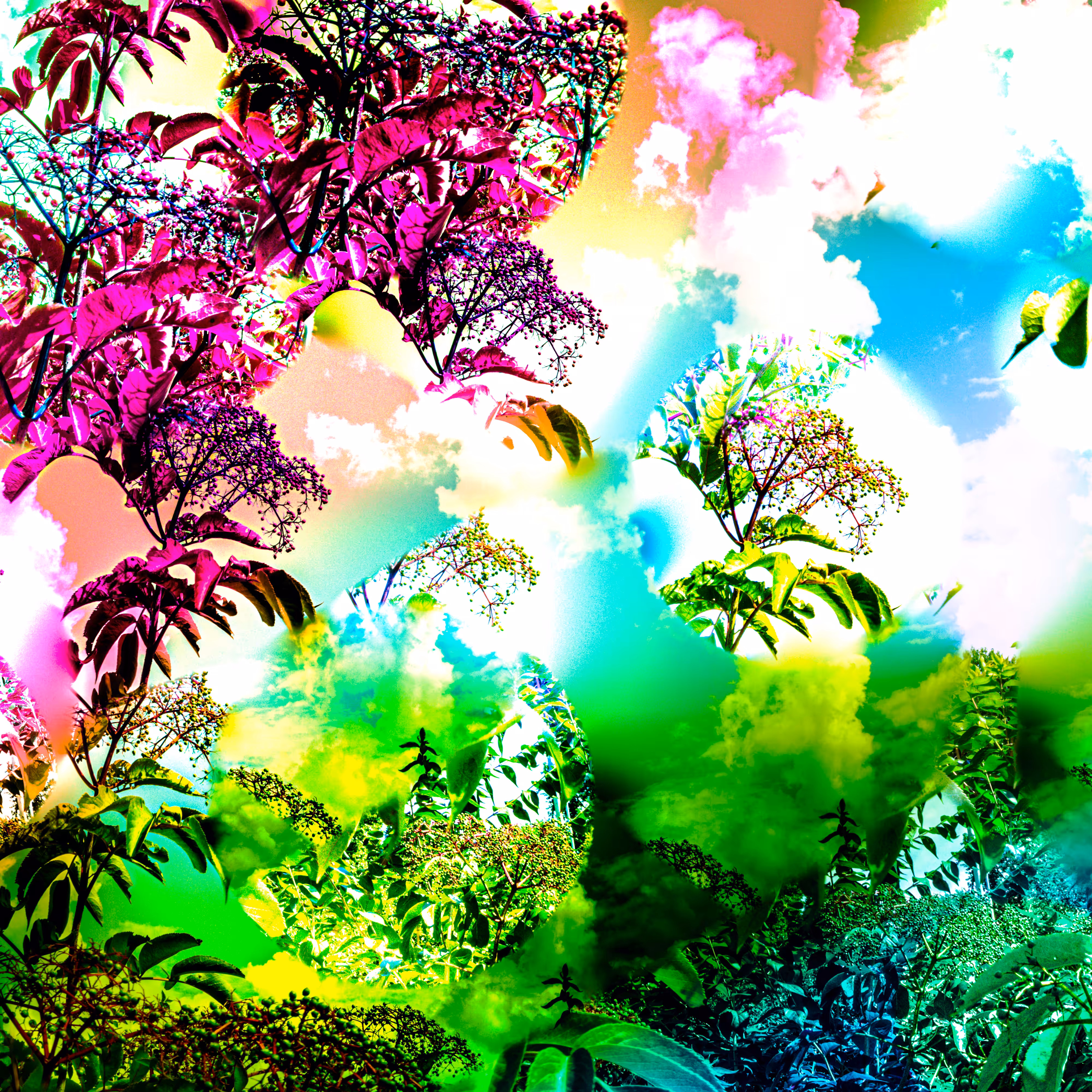 we live in a dream