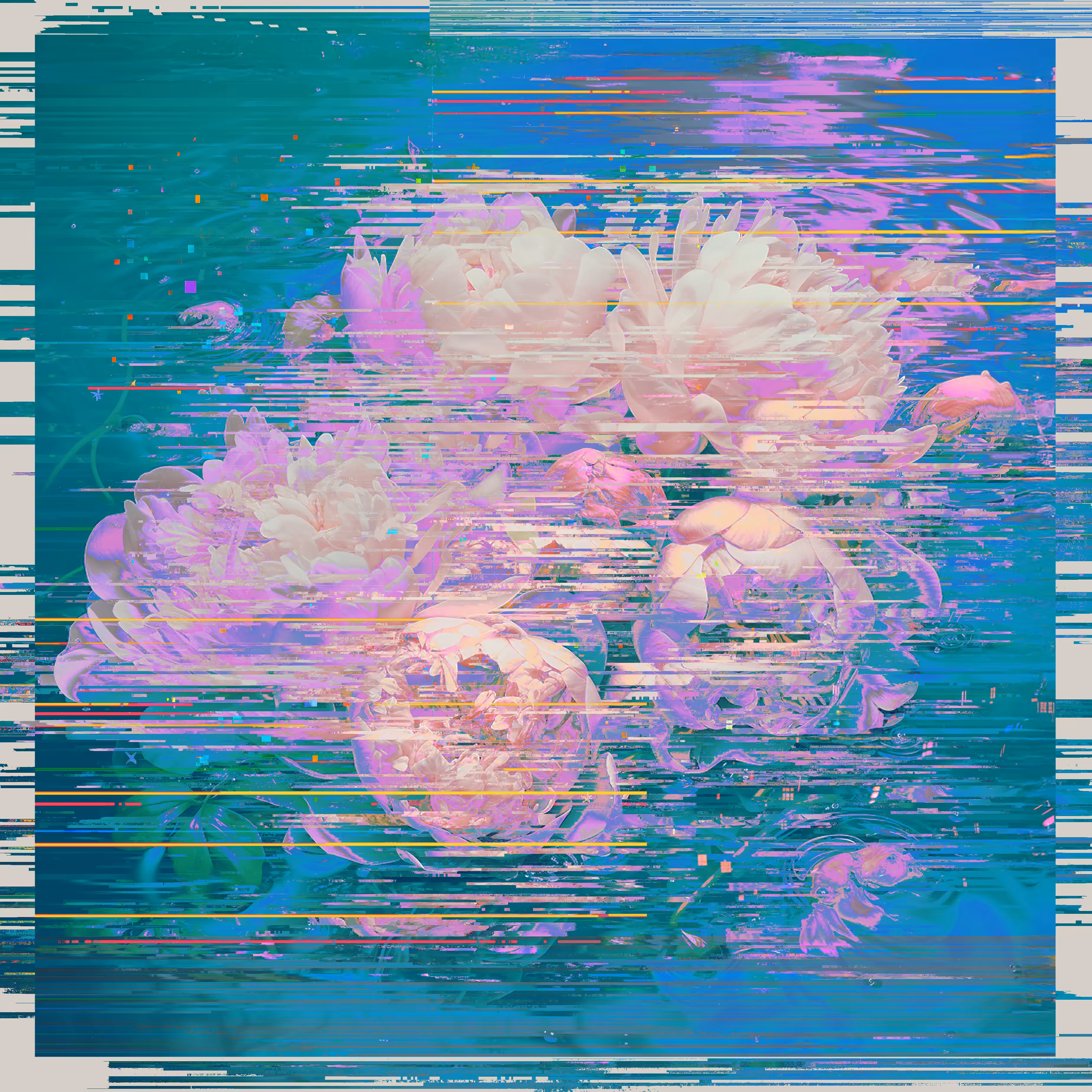 Peonies