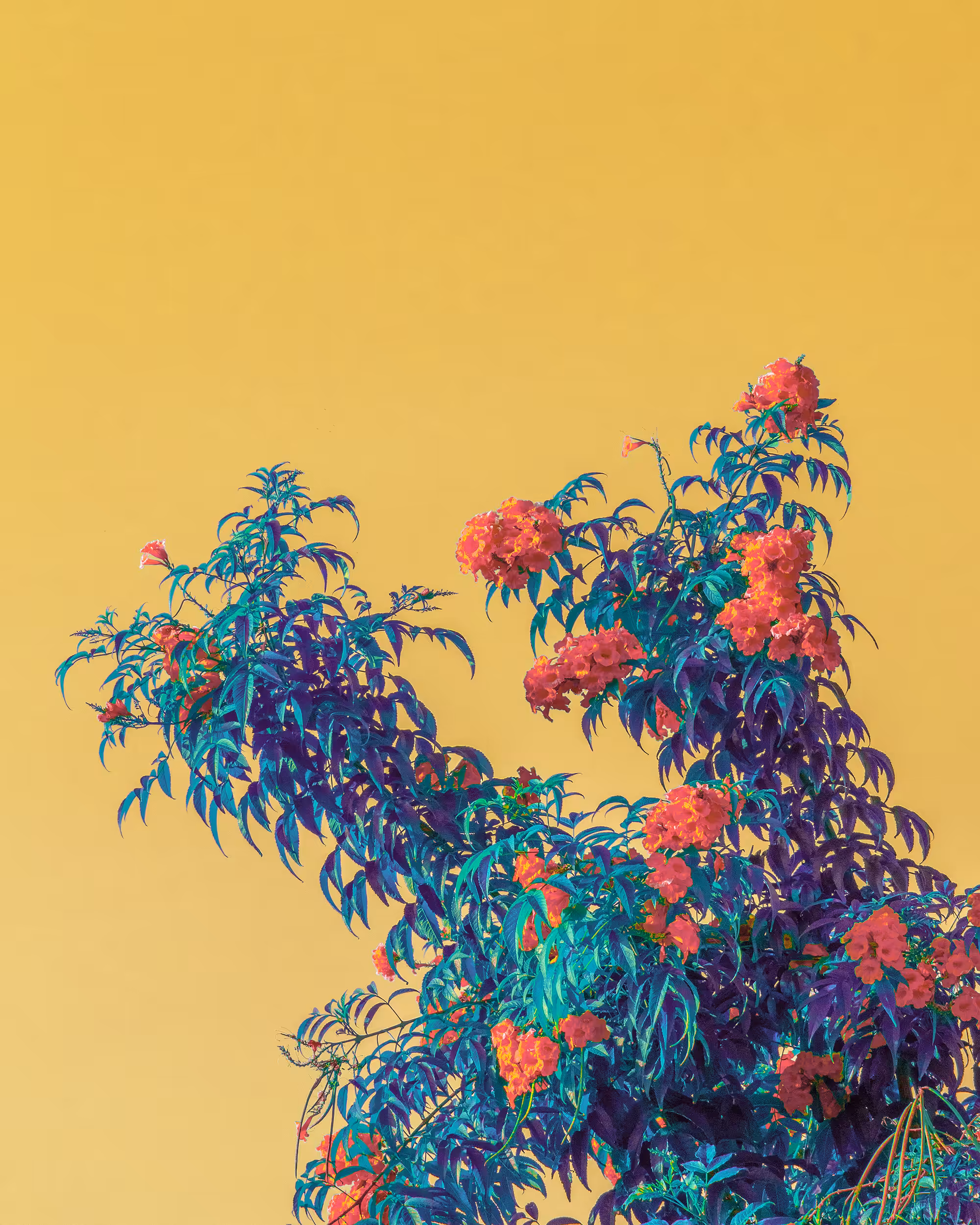 Overgrowth