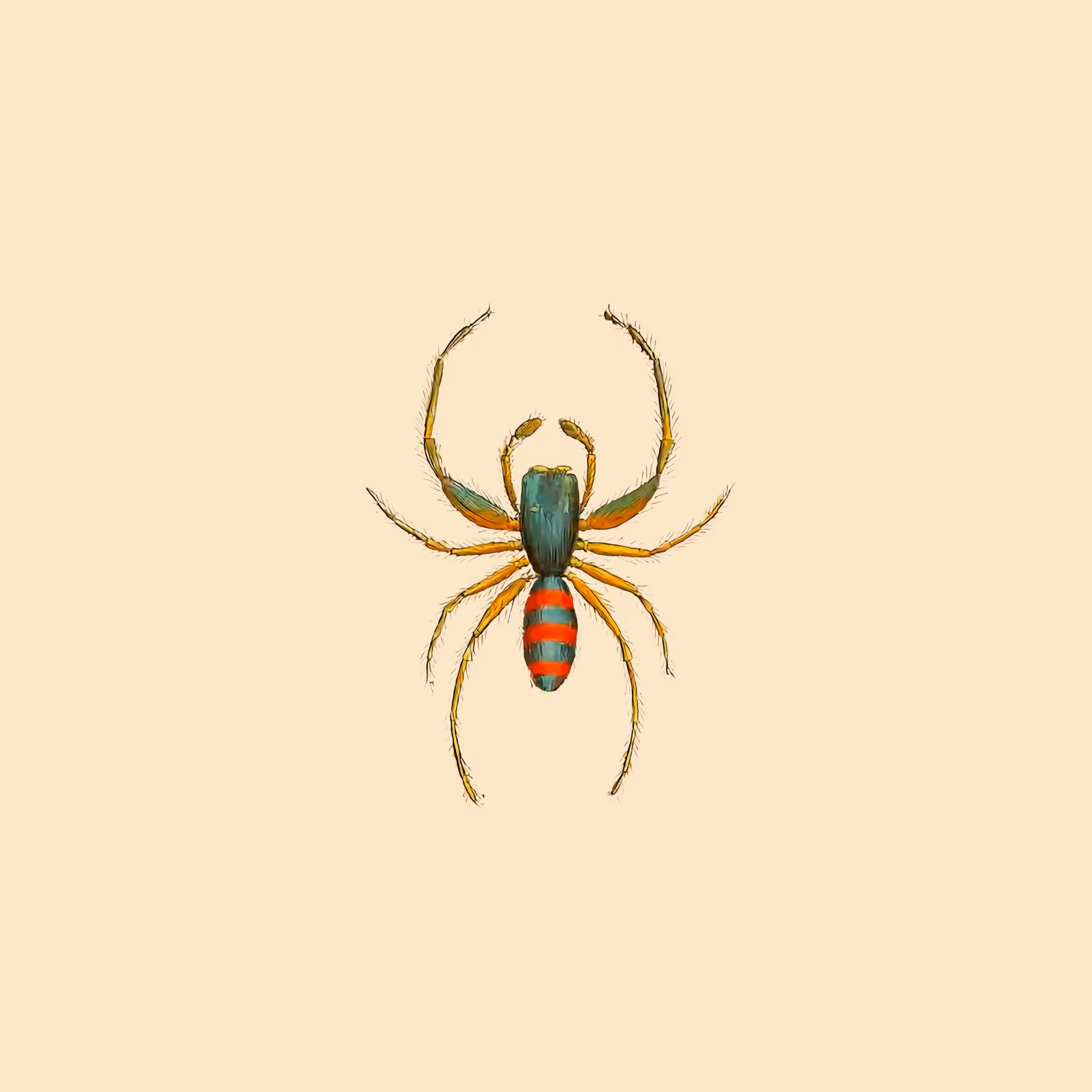 #020 Salticus Sumptuousus
