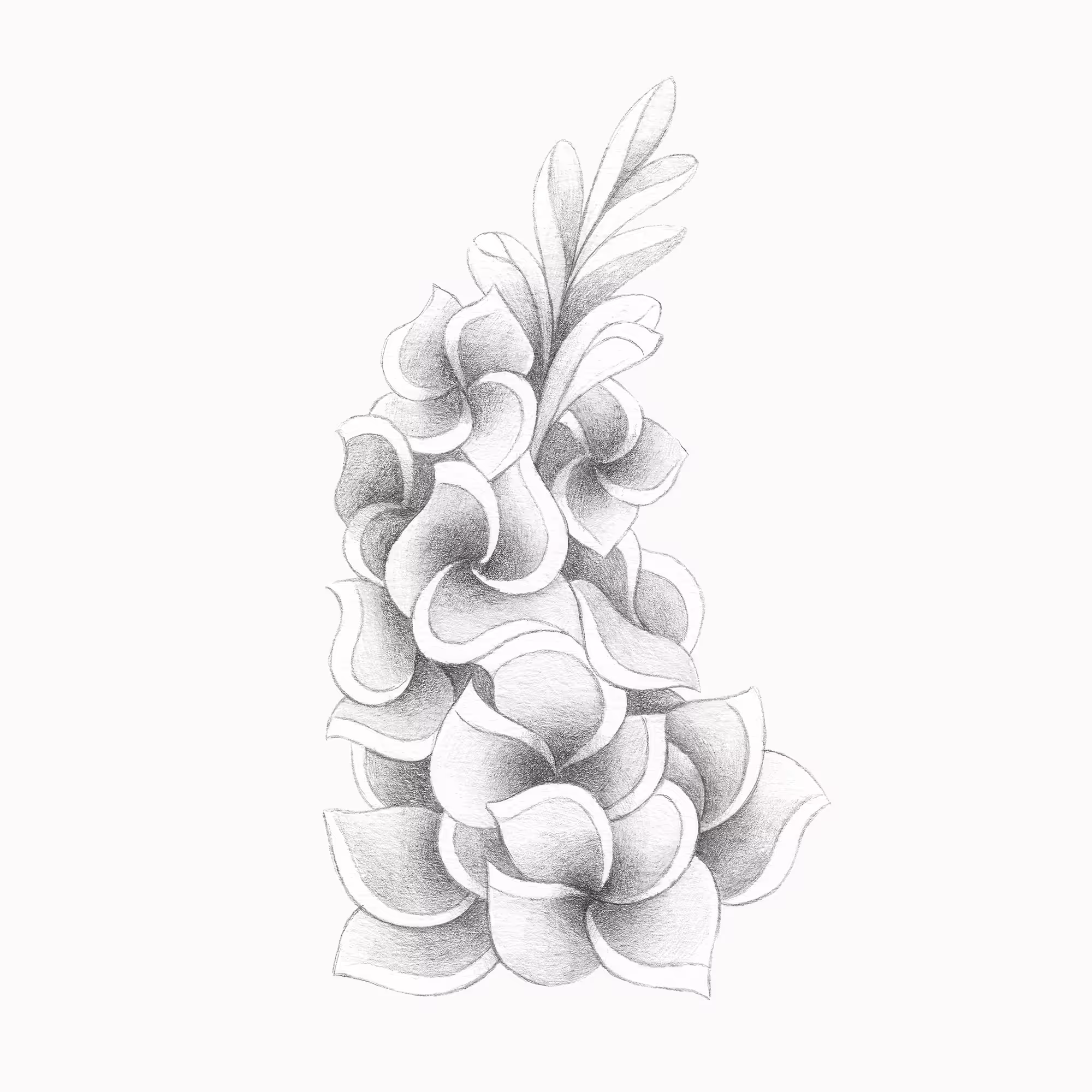Gladiolus