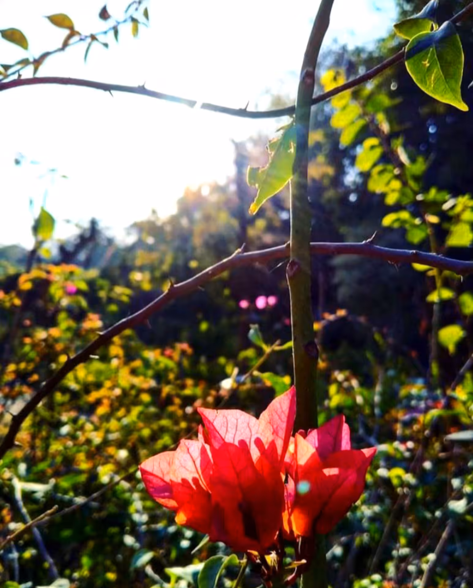 Floral Brilliance #7