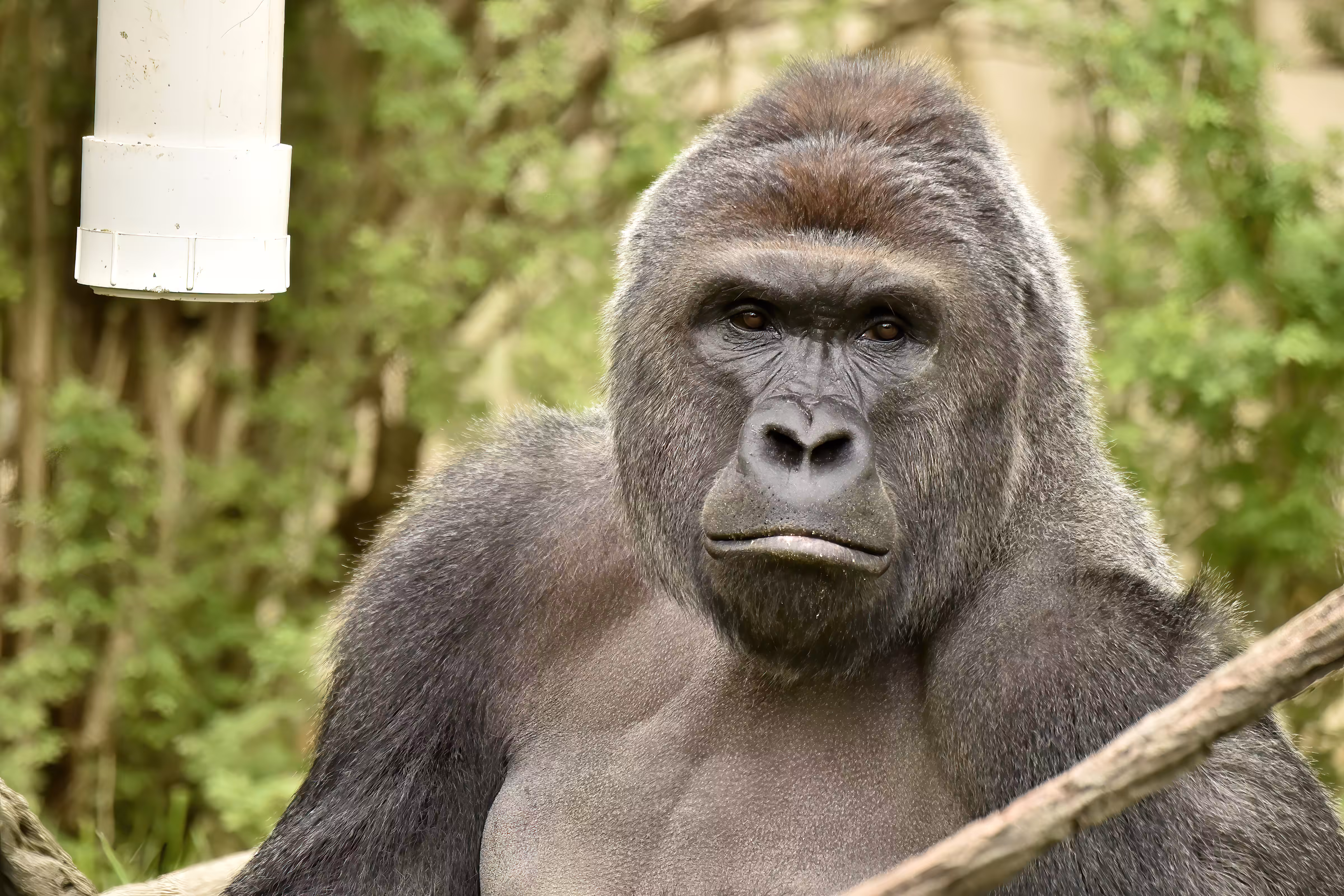 HARAMBE: LEGENDS #513