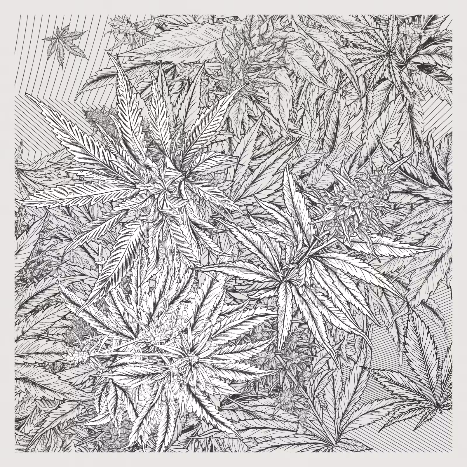 zancannabis #135