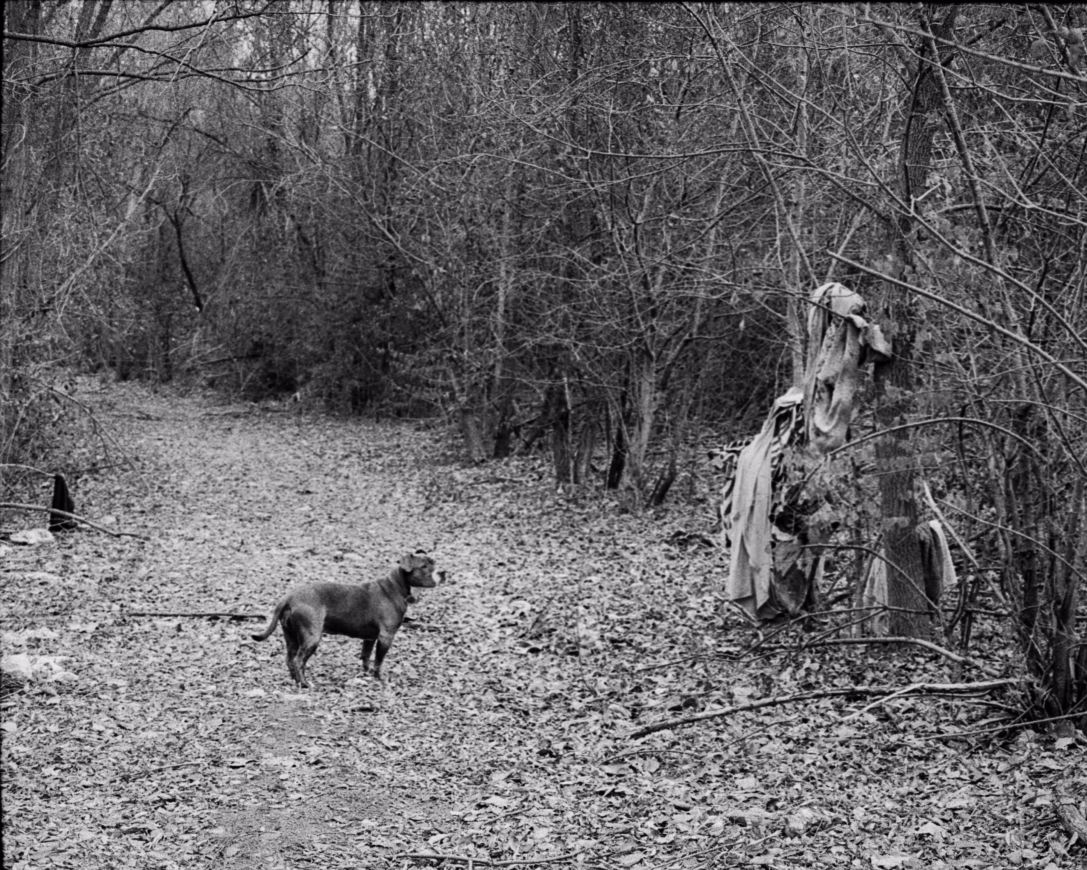 the dog and the shroud