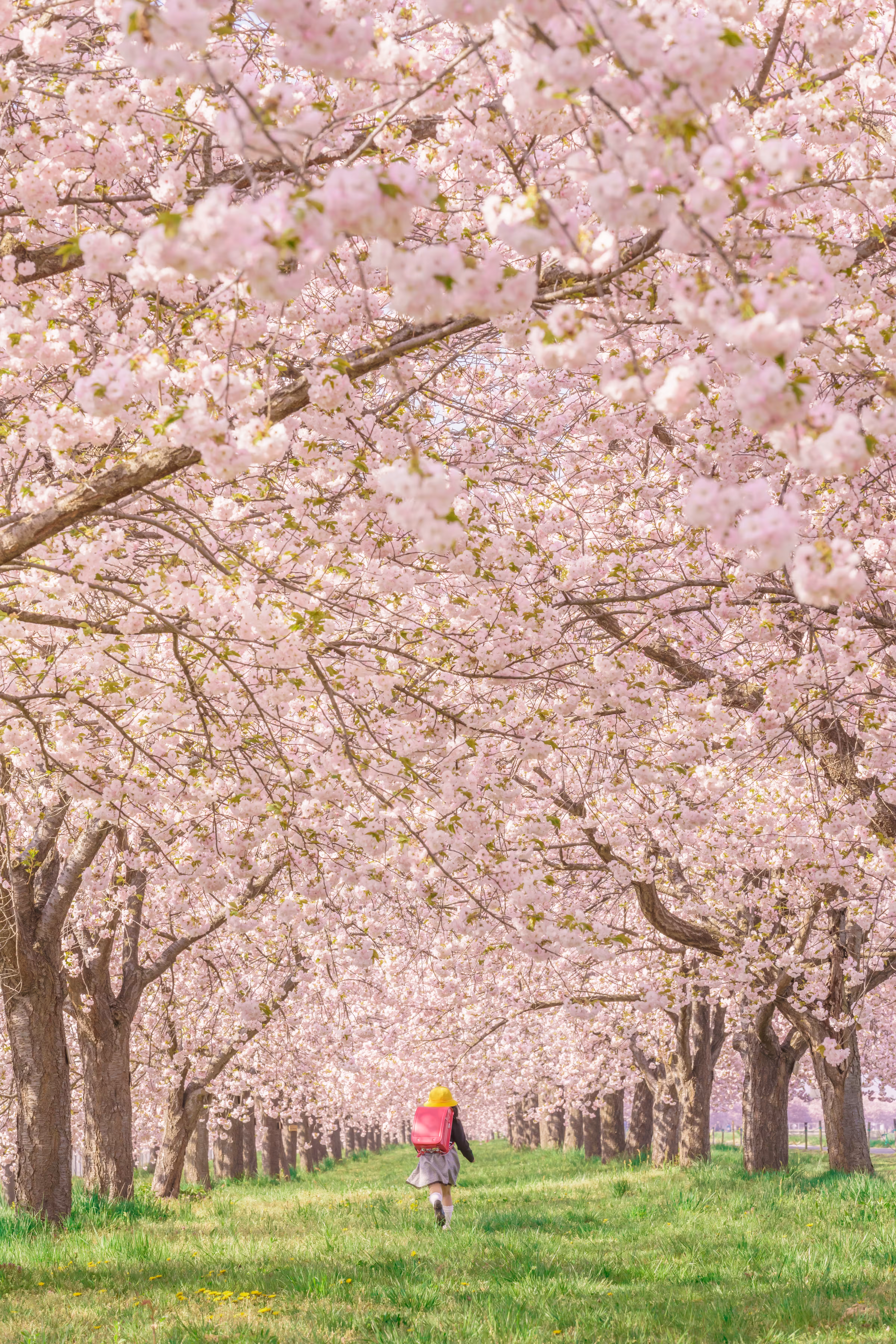 Sakura Tunnel