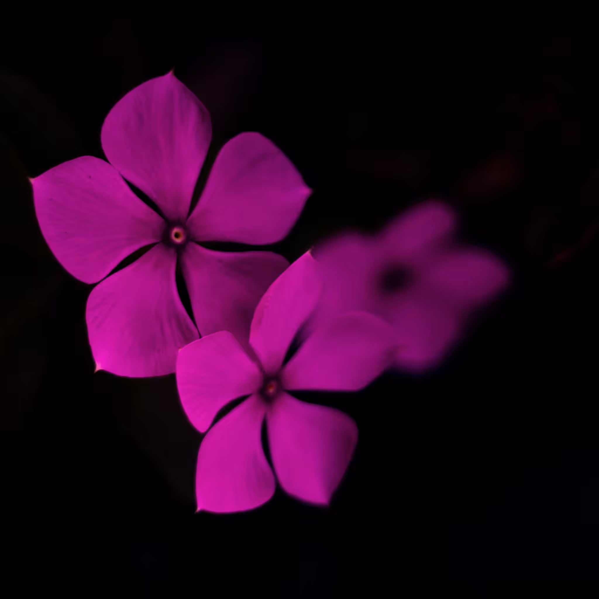 Purity