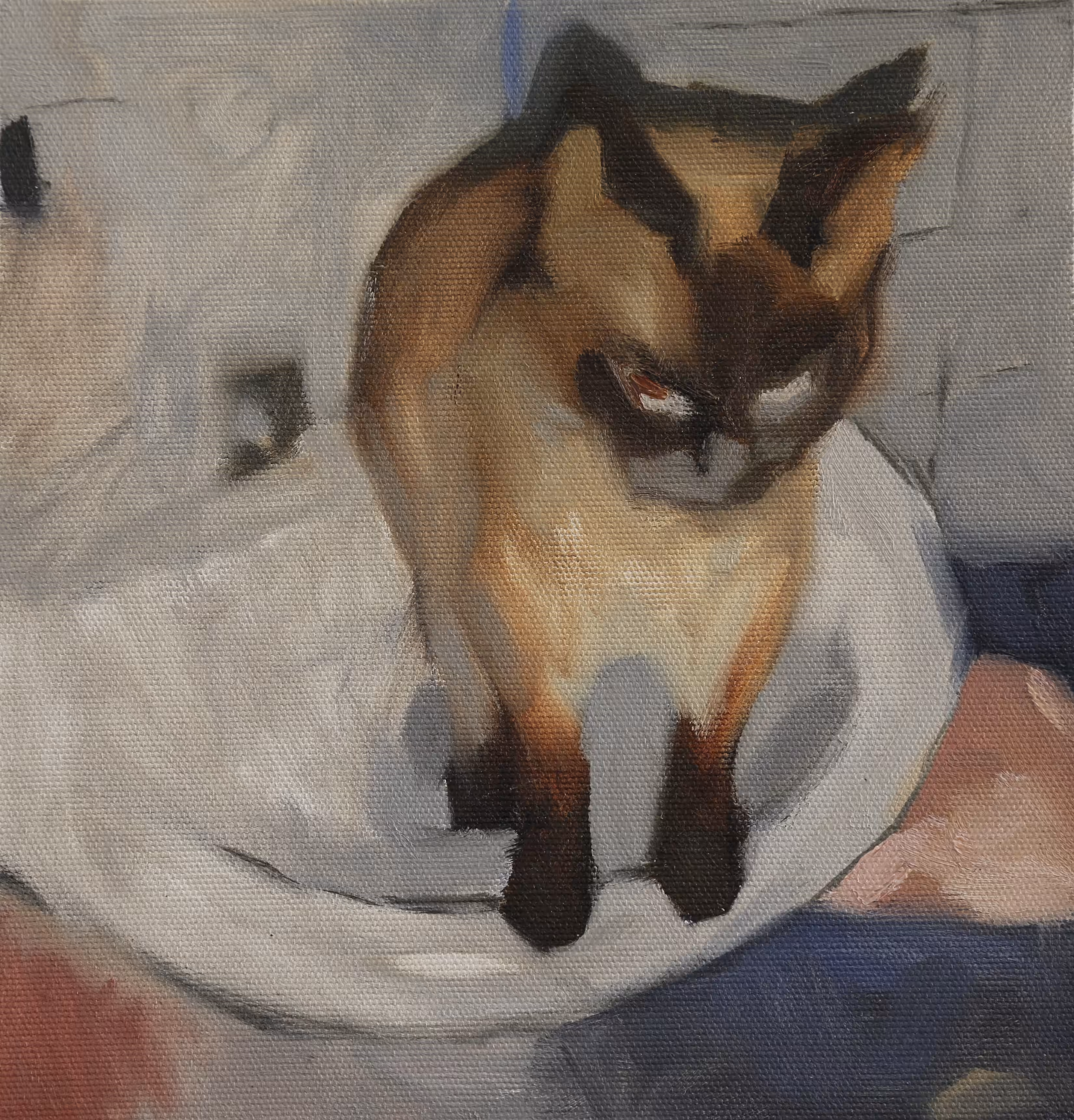 Study of cat(Koshka) on the sink 