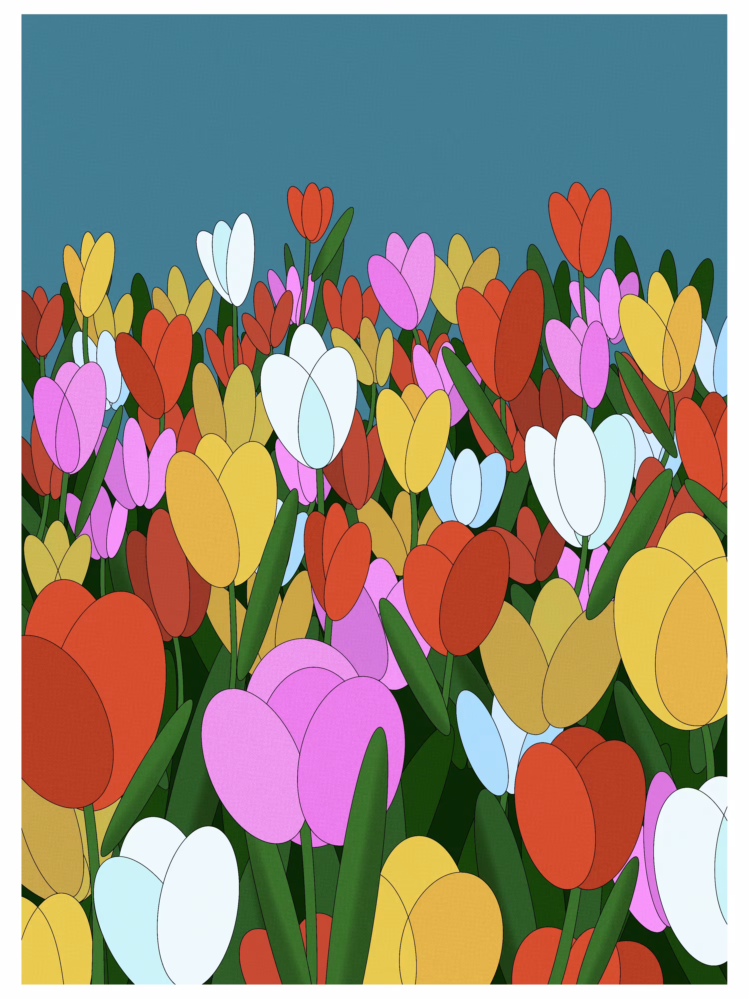 Tulip