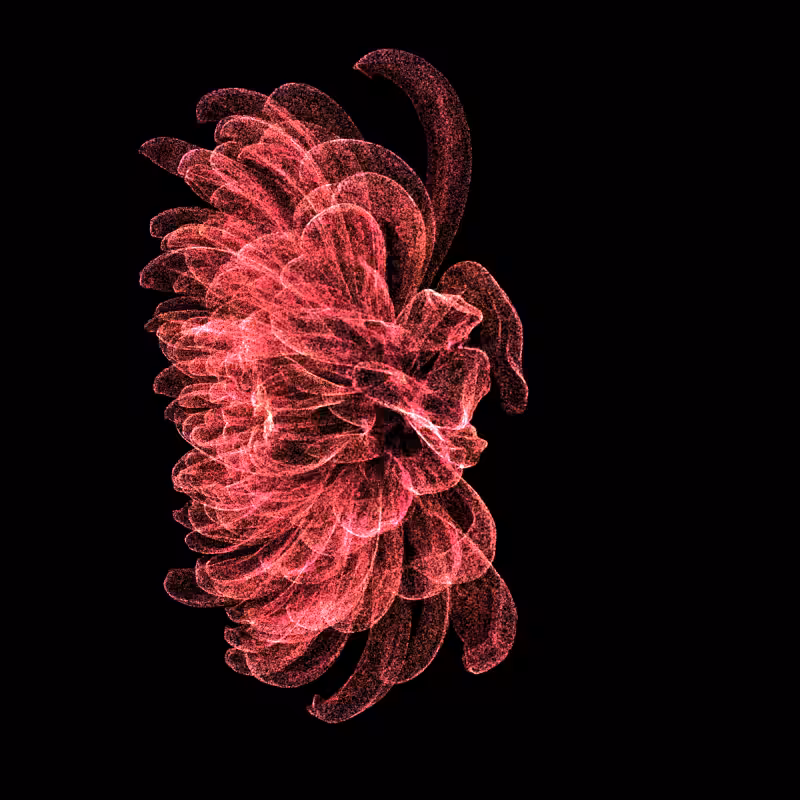Chrysanthemum Morifolium 30 #69