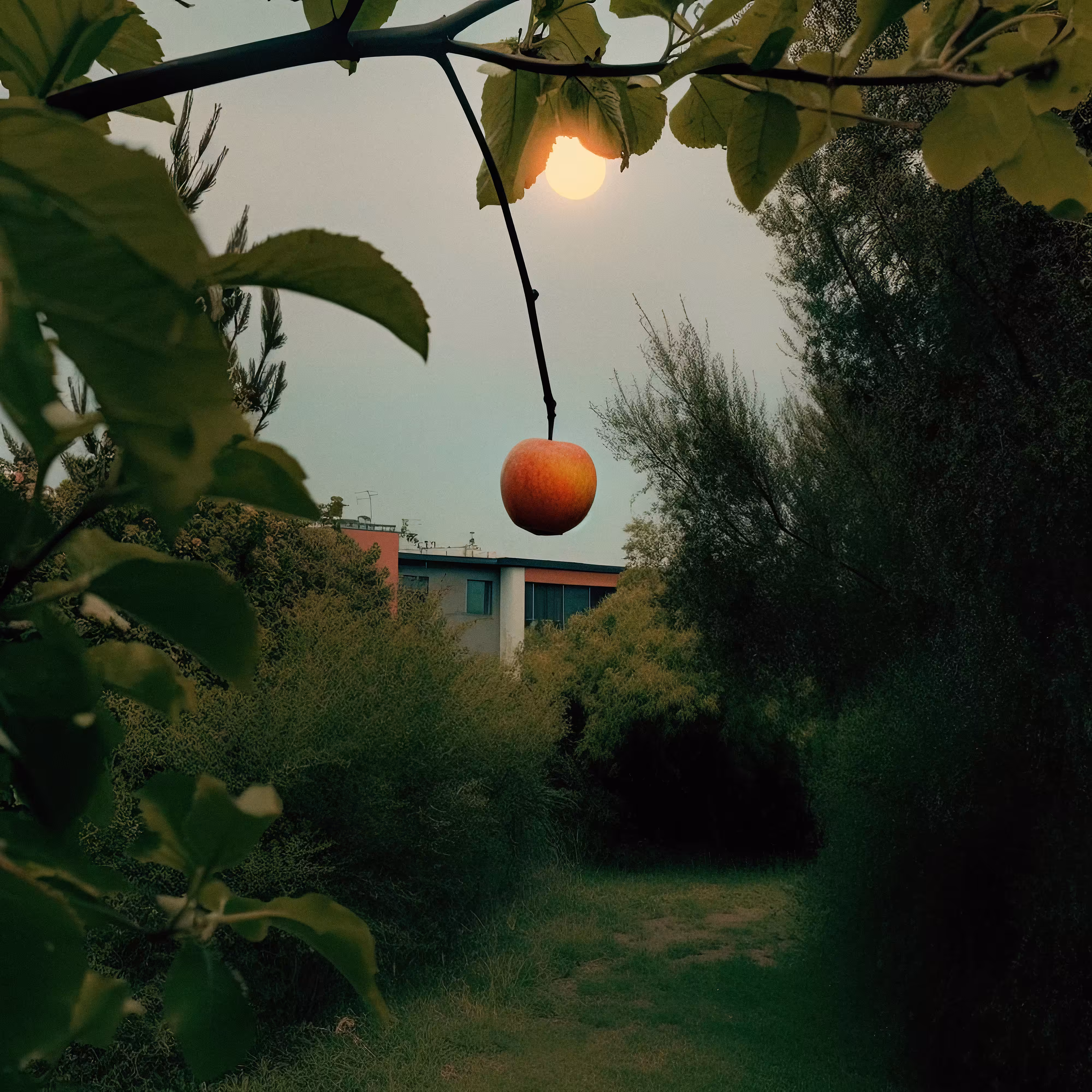 New Morning