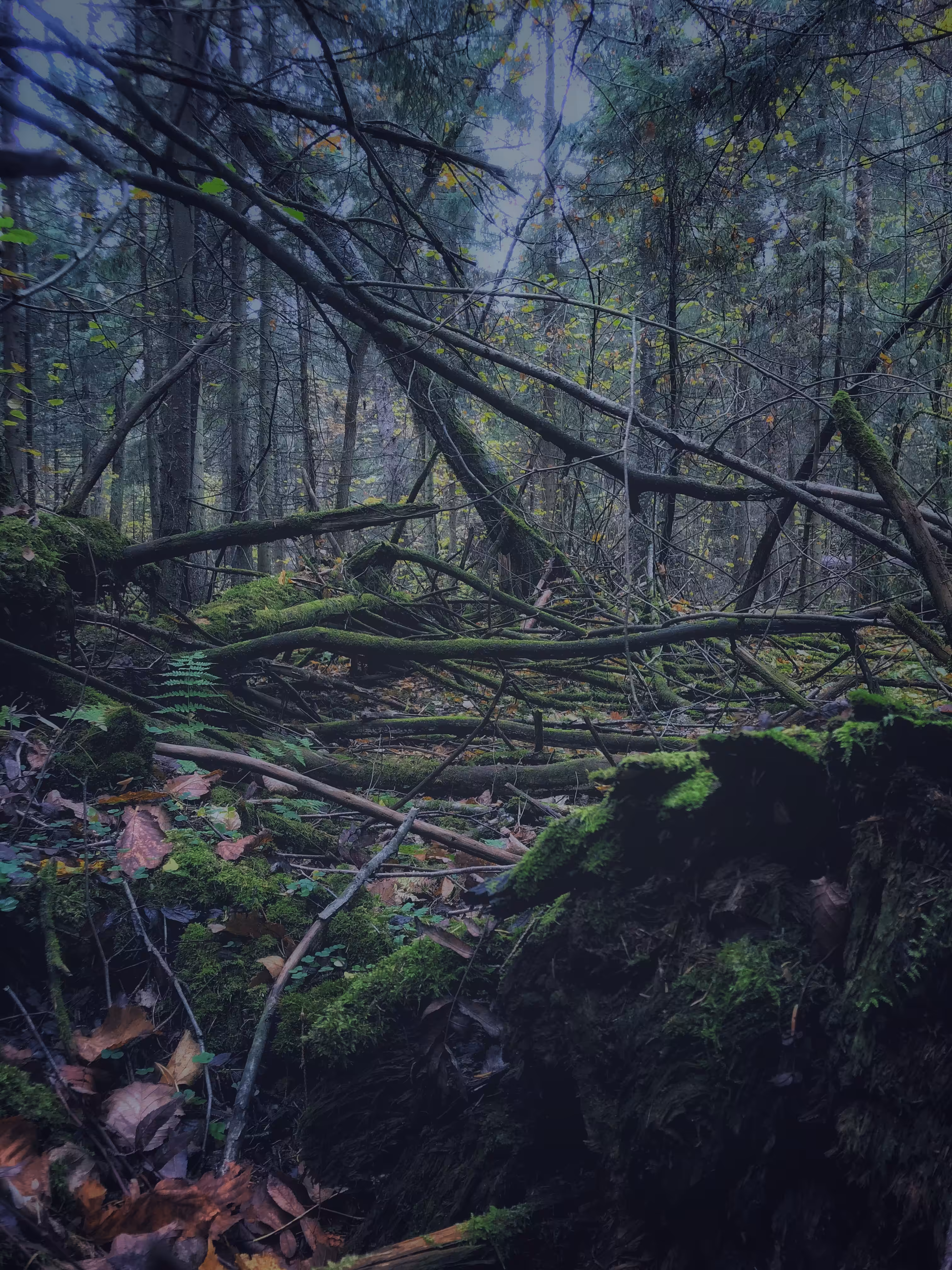 The Kingdom of moss