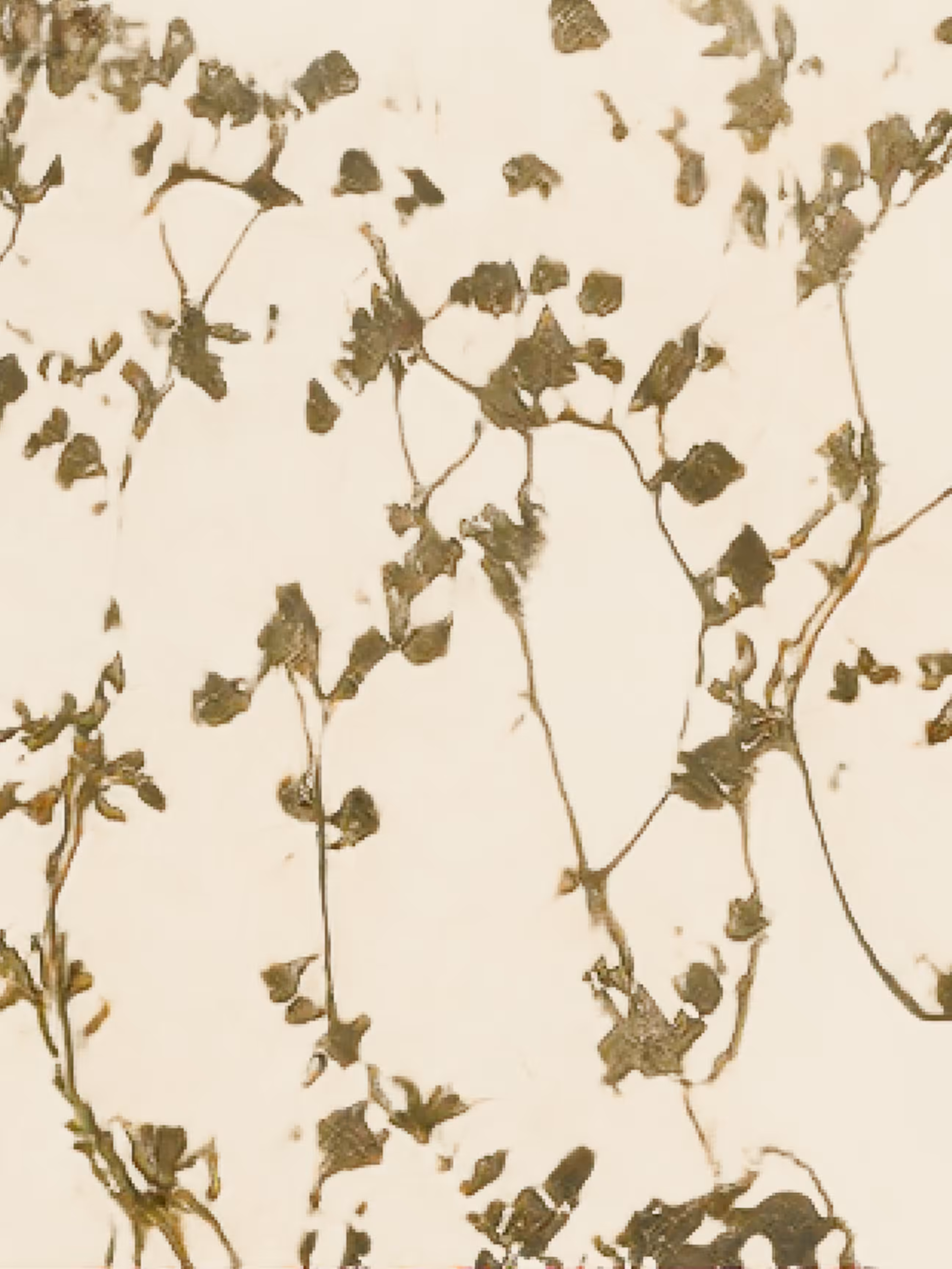 (une quantité de plantes qui jouent un grand rôle dans la fixation des terrains mouvants) (study)