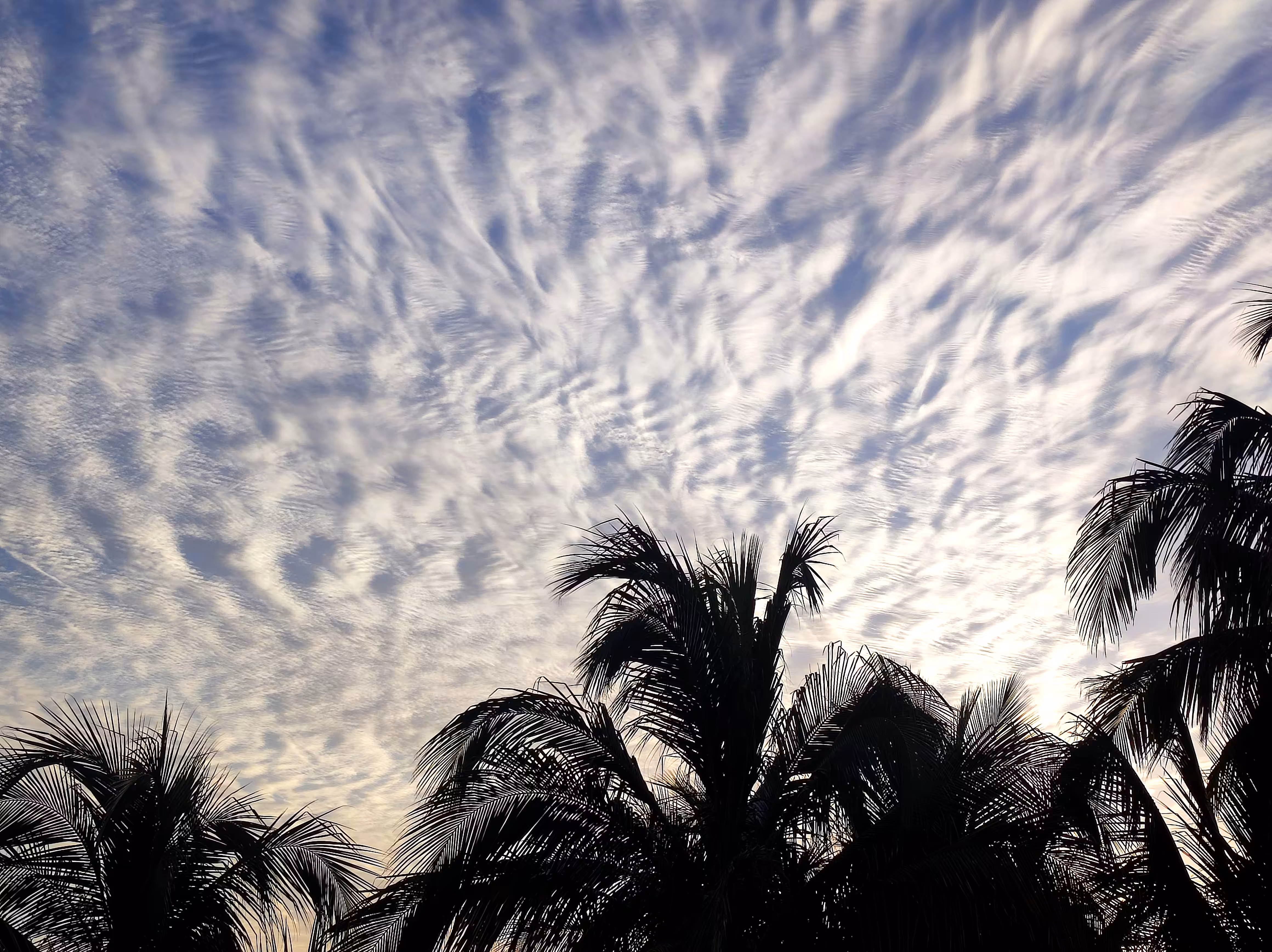 Cuba #21 - Palms in the Sky - TezPhotoExp Special