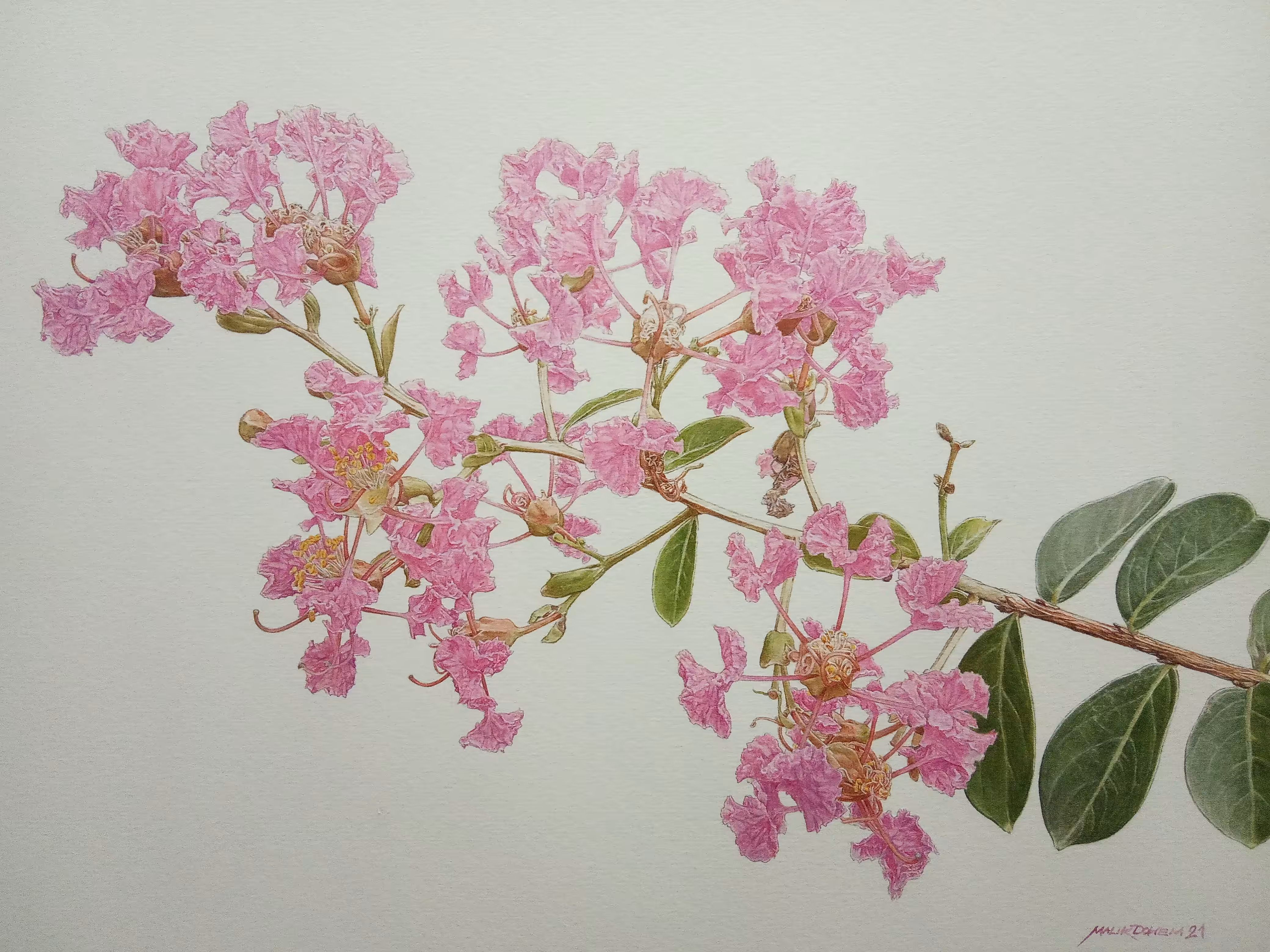 LAGERSTROEMIA INDICA