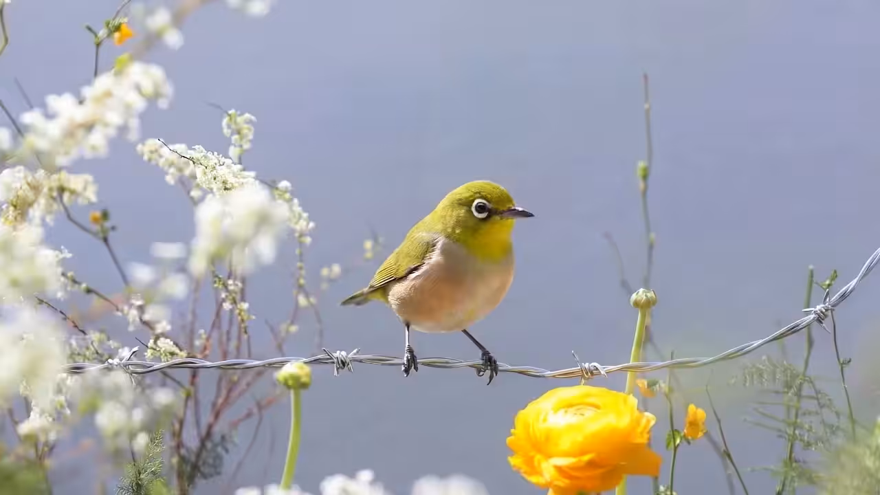 Birds Observations: Peachy, Where Water Meets Sun
