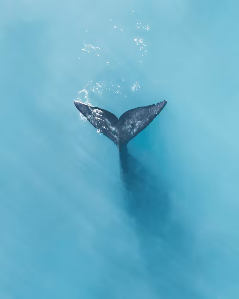Into the Deep