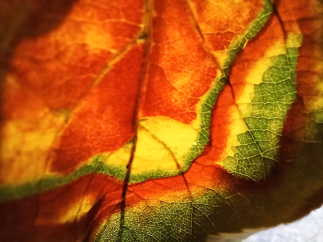 Color in color