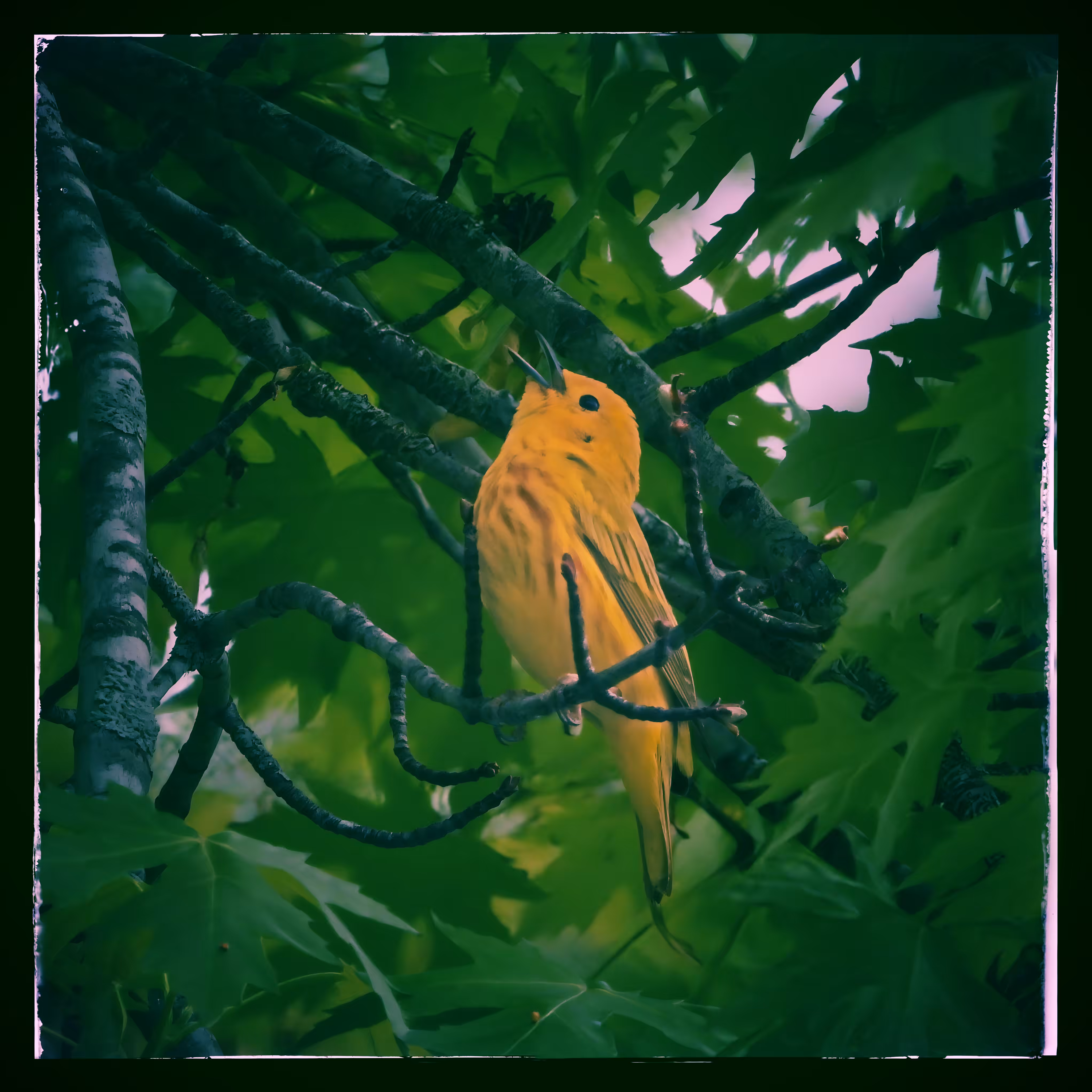 PB OpenEditions: Yellow Warbler on Green