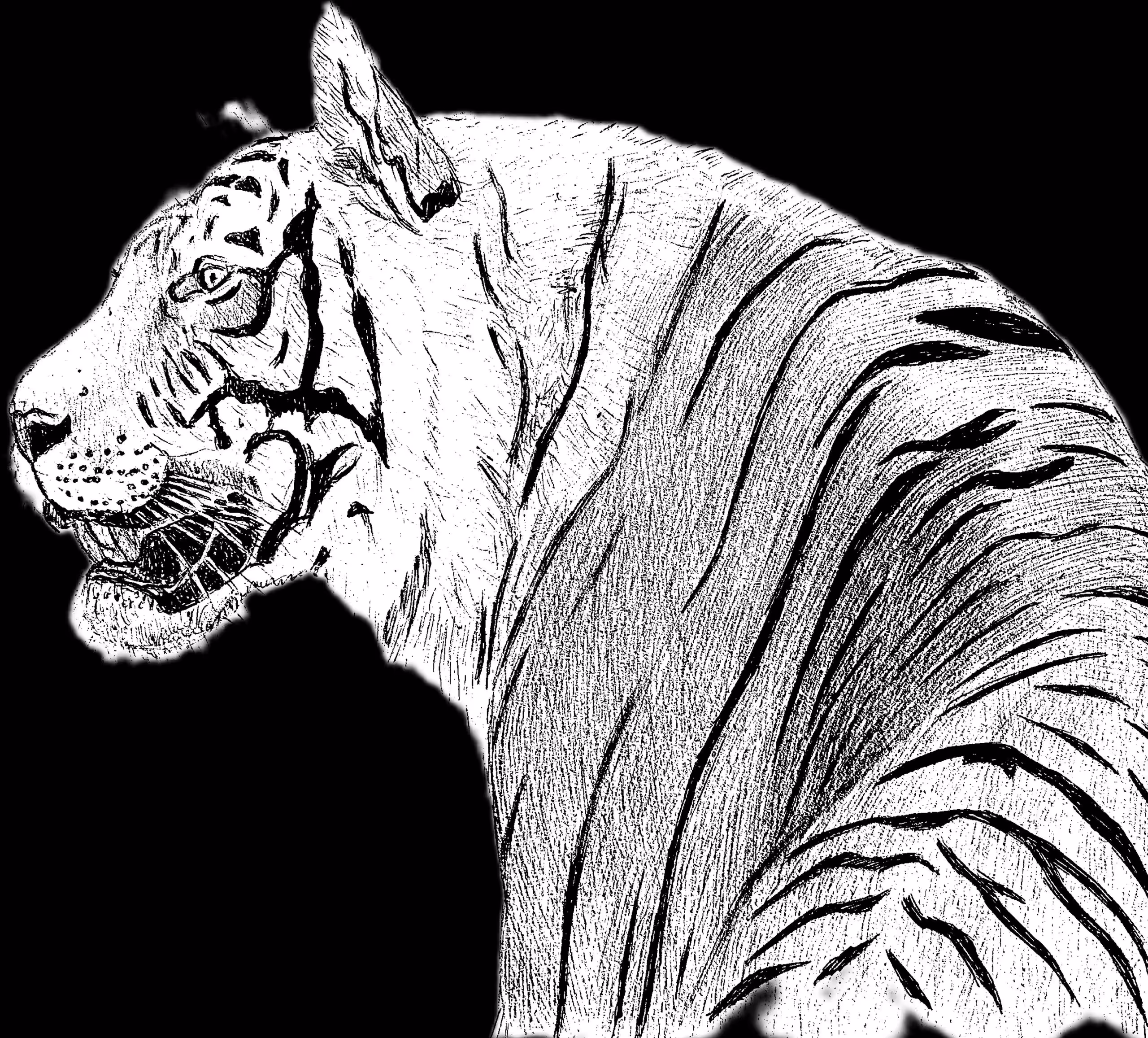PANTHERA TIGRIS